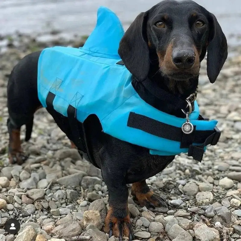 dachshund-shark-vest-doxie.us