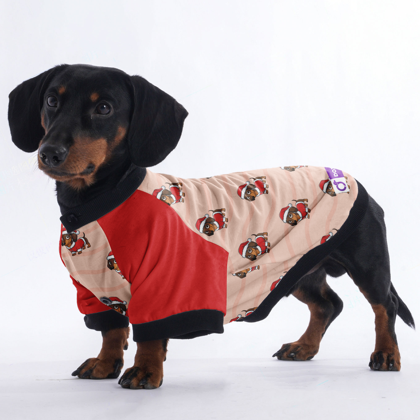 Winnie - Jacket for Dachshunds