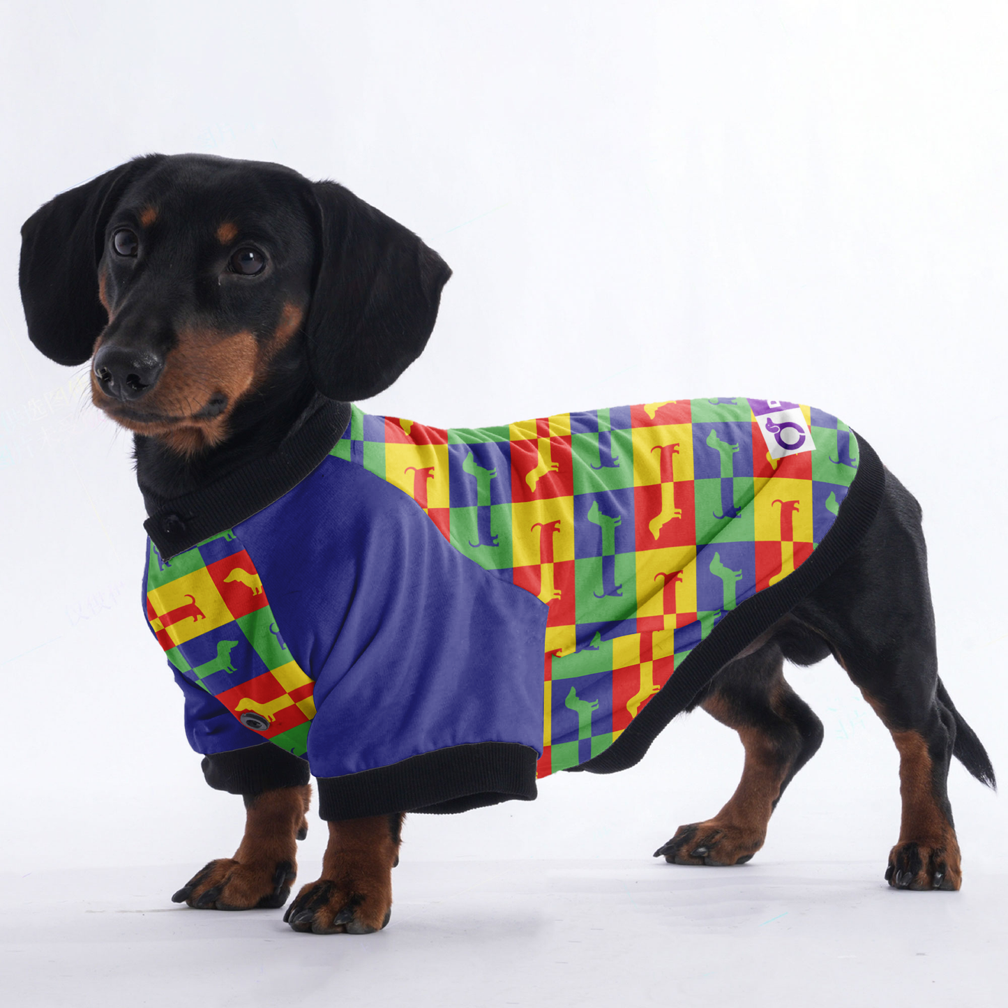 Nelson - Jacket for Dachshunds