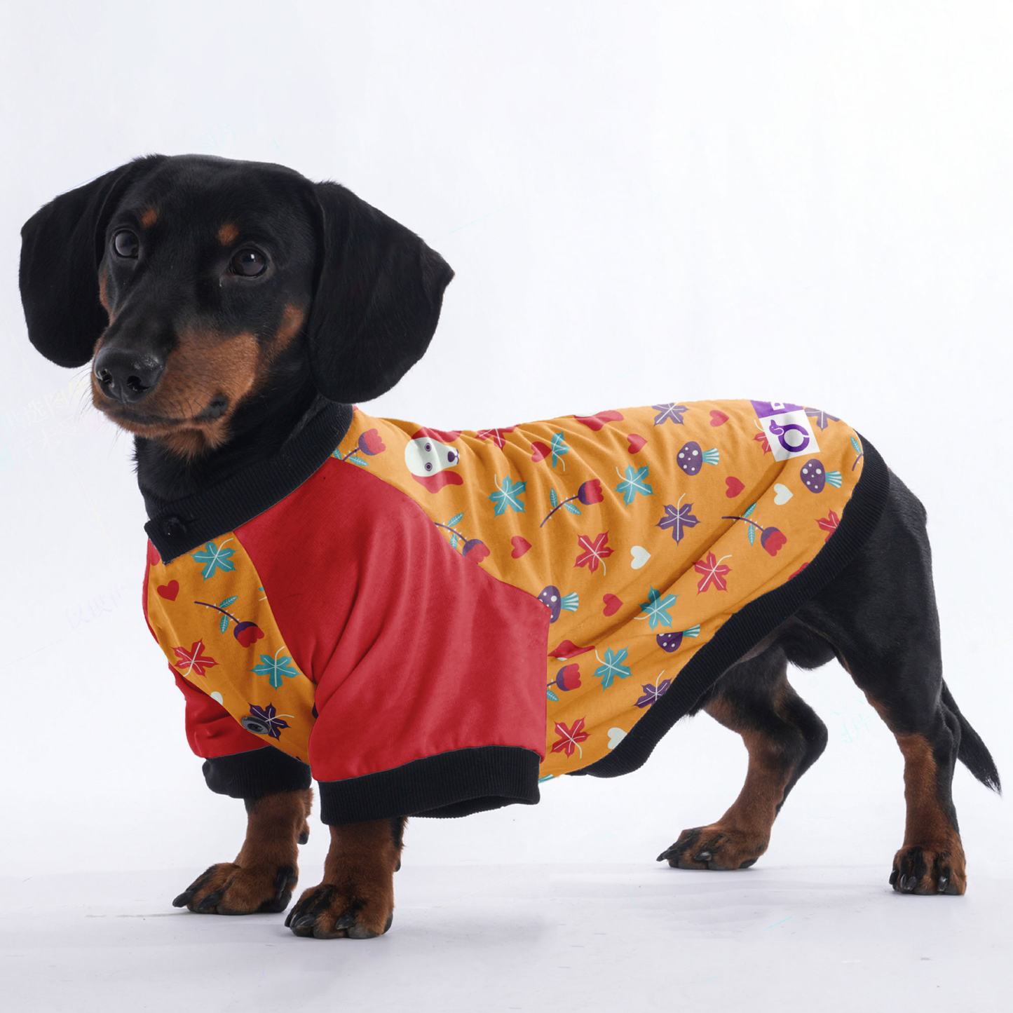 Carmen - Jacket for Dachshunds