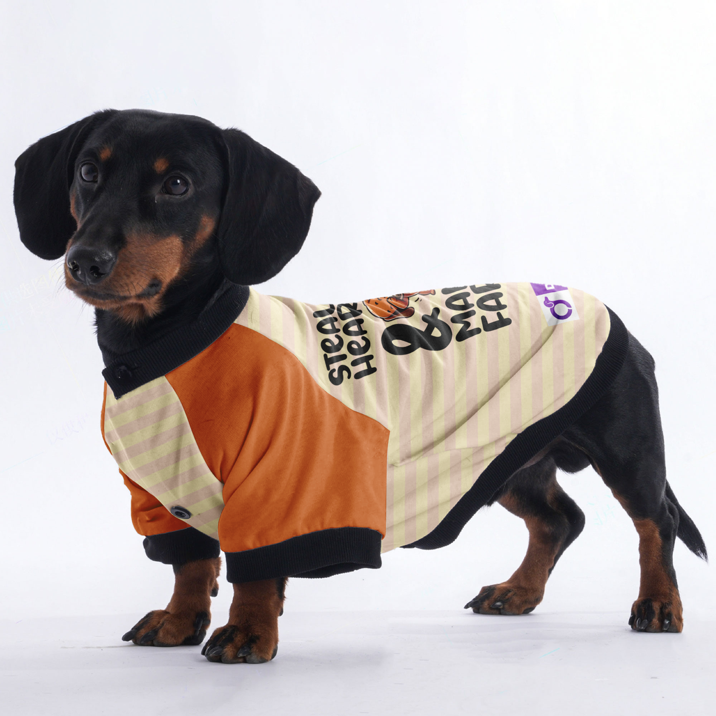 Stealin Hearts & Makin Farts - Jacket for Dachshunds