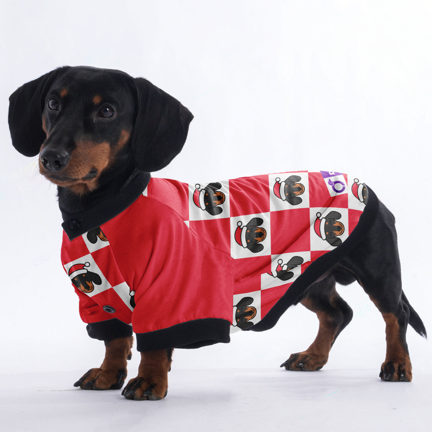 Rolo  - Jacket for Dachshunds