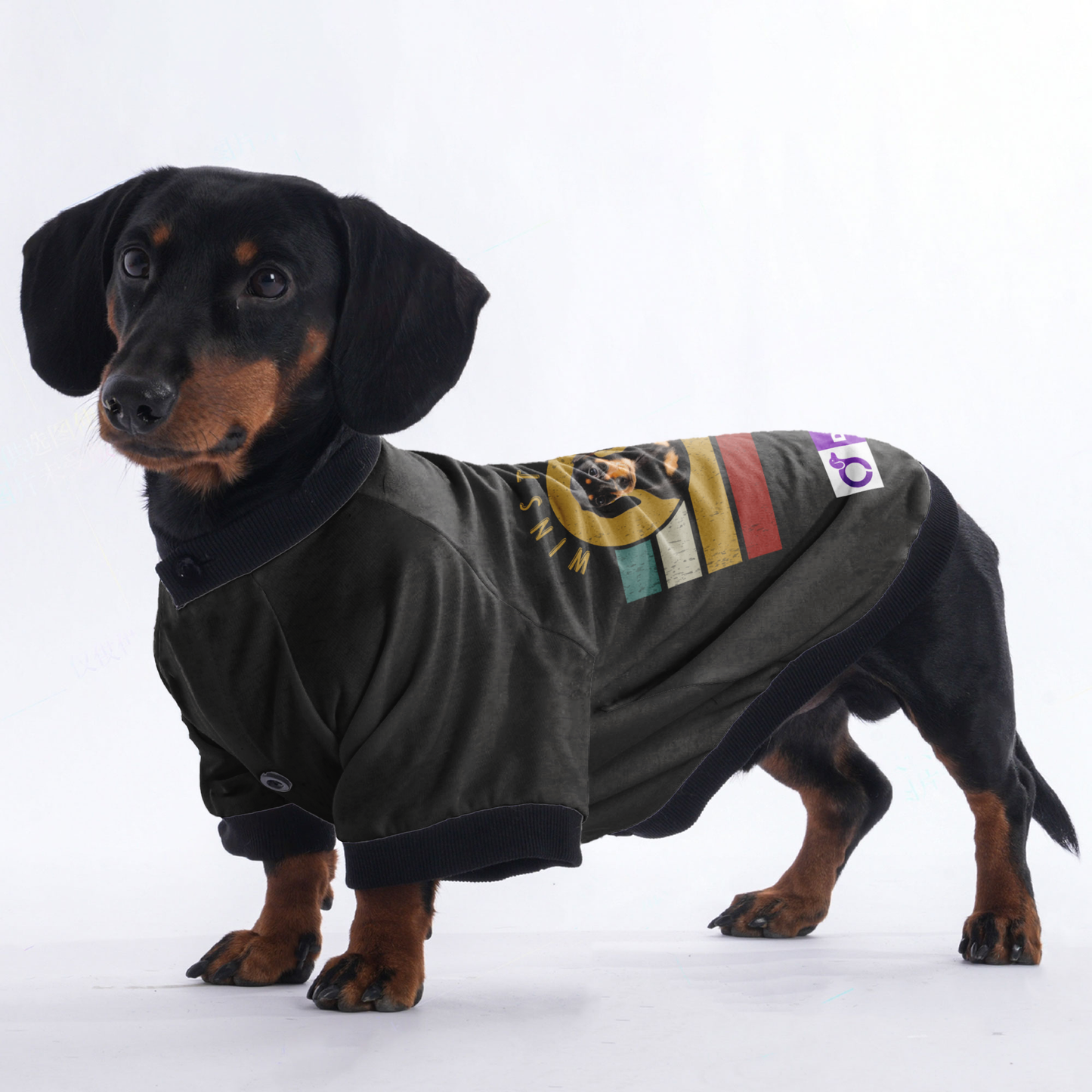 Personalized Dachshund Jacket with Your Dog's Name and Picture