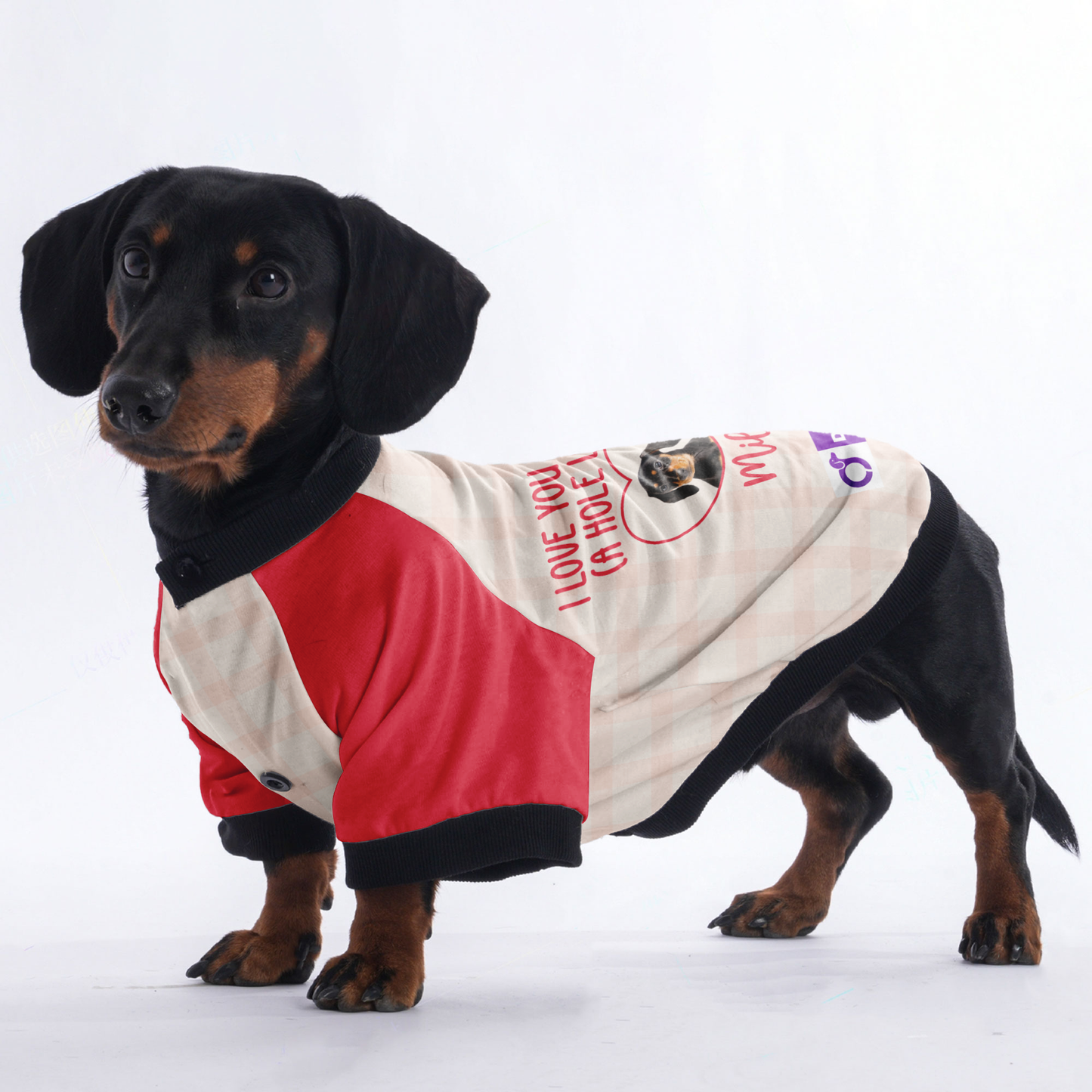 Dachshund Jacket Customized with Your Pet's Name and Picture