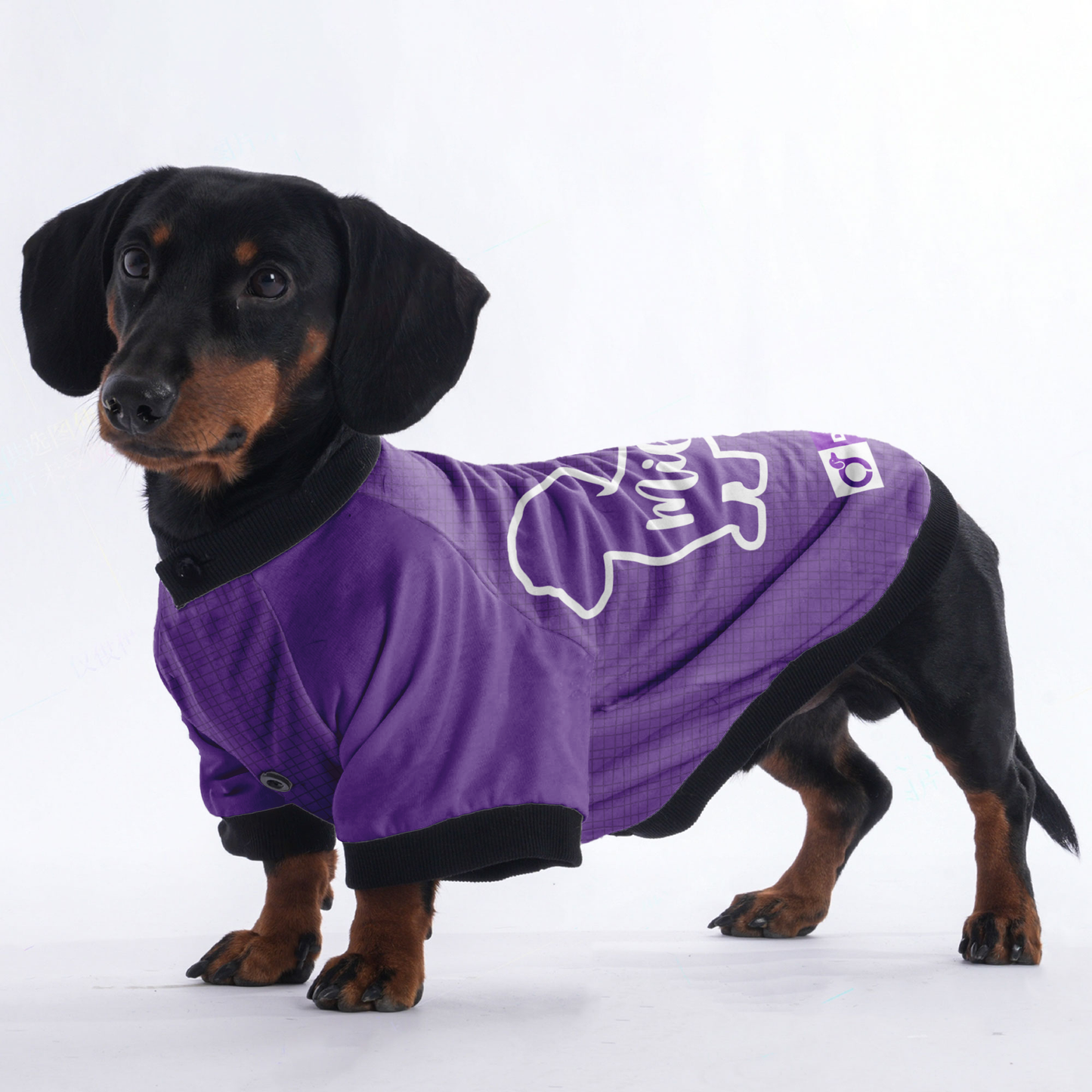 Custom Jacket for Dachshunds Featuring Your dachshund's Name