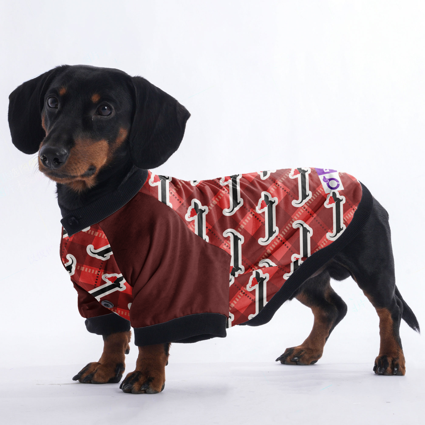 Gus - Jacket for Dachshunds