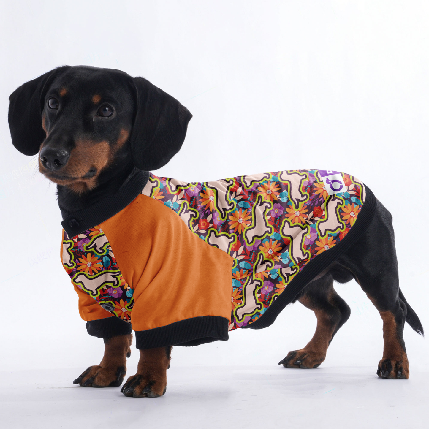 Ollie - Jacket for Dachshunds