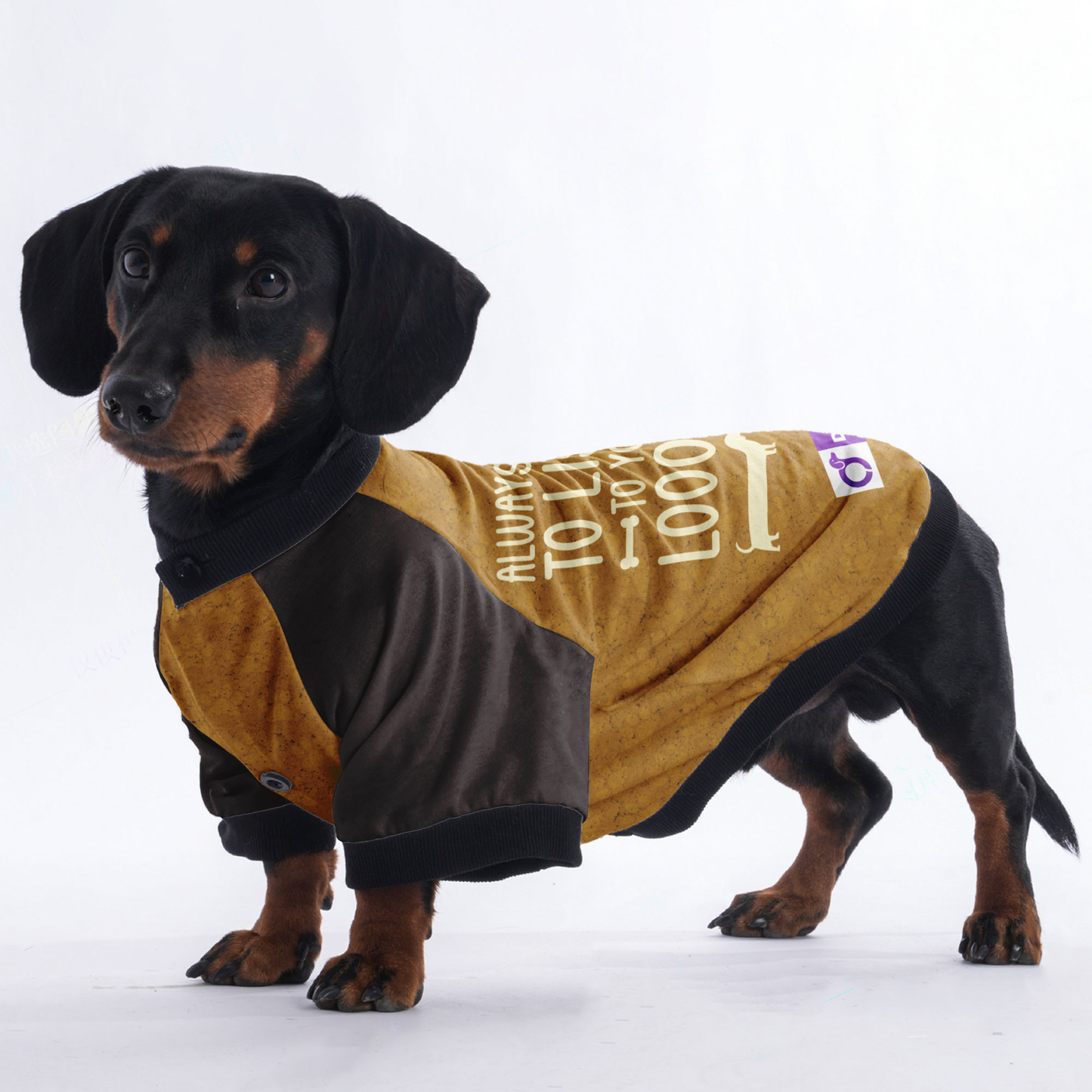 ALWAYS READY TO LISTEN TO YOUR LOOOONG STORY  - Jacket for Dachshunds