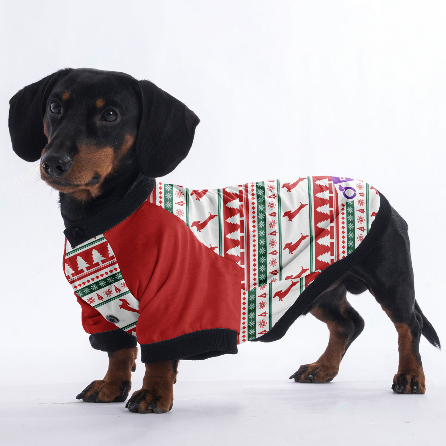 Tyler - Jacket for Dachshunds