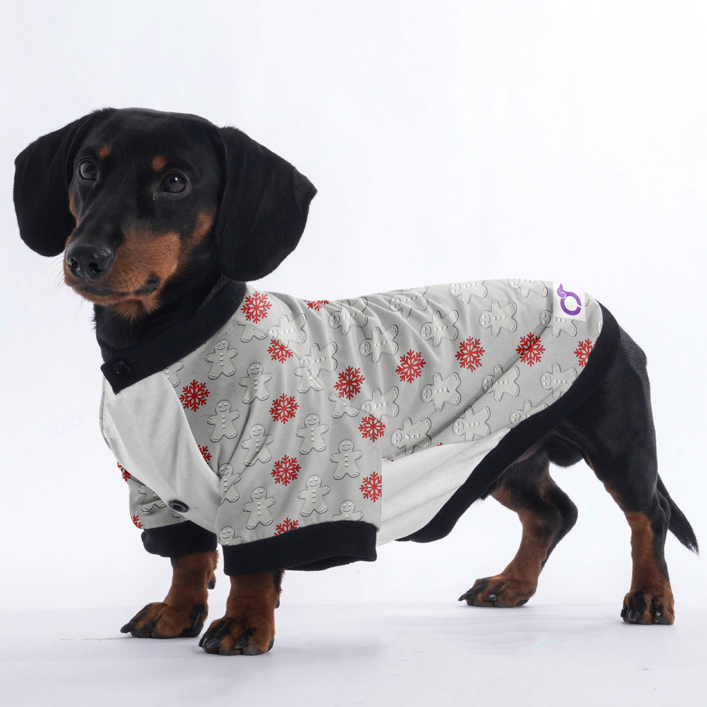 Sadie - Jacket for Dachshunds