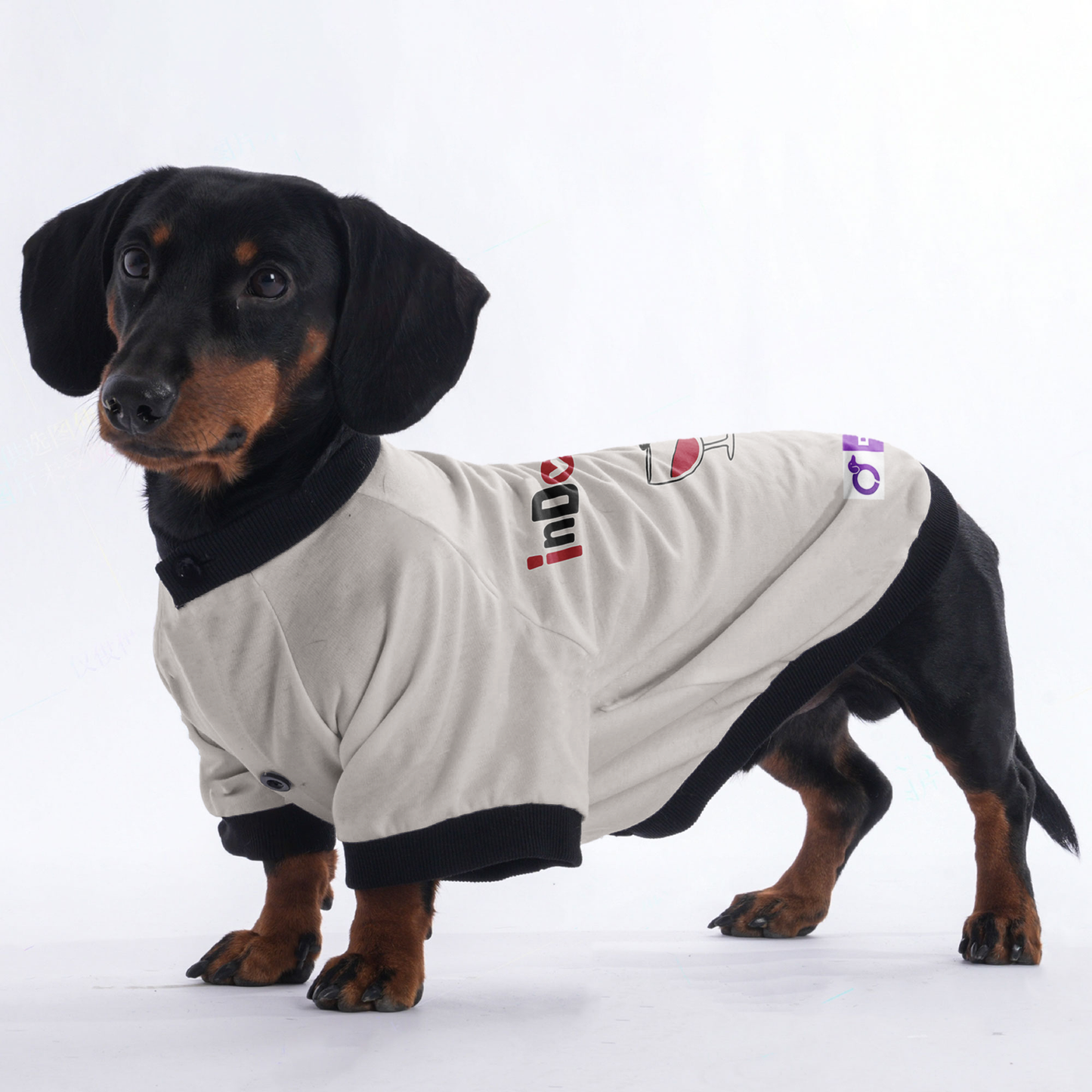 Chloe - Jacket for Dachshunds