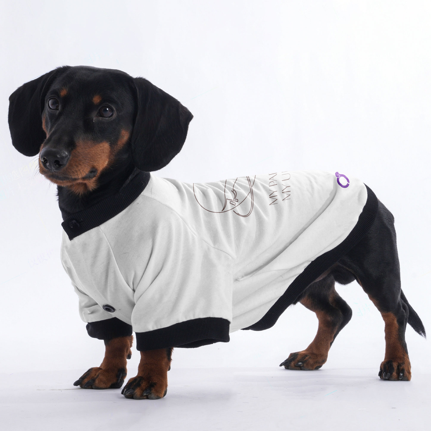 Zoey - Jacket for Dachshunds