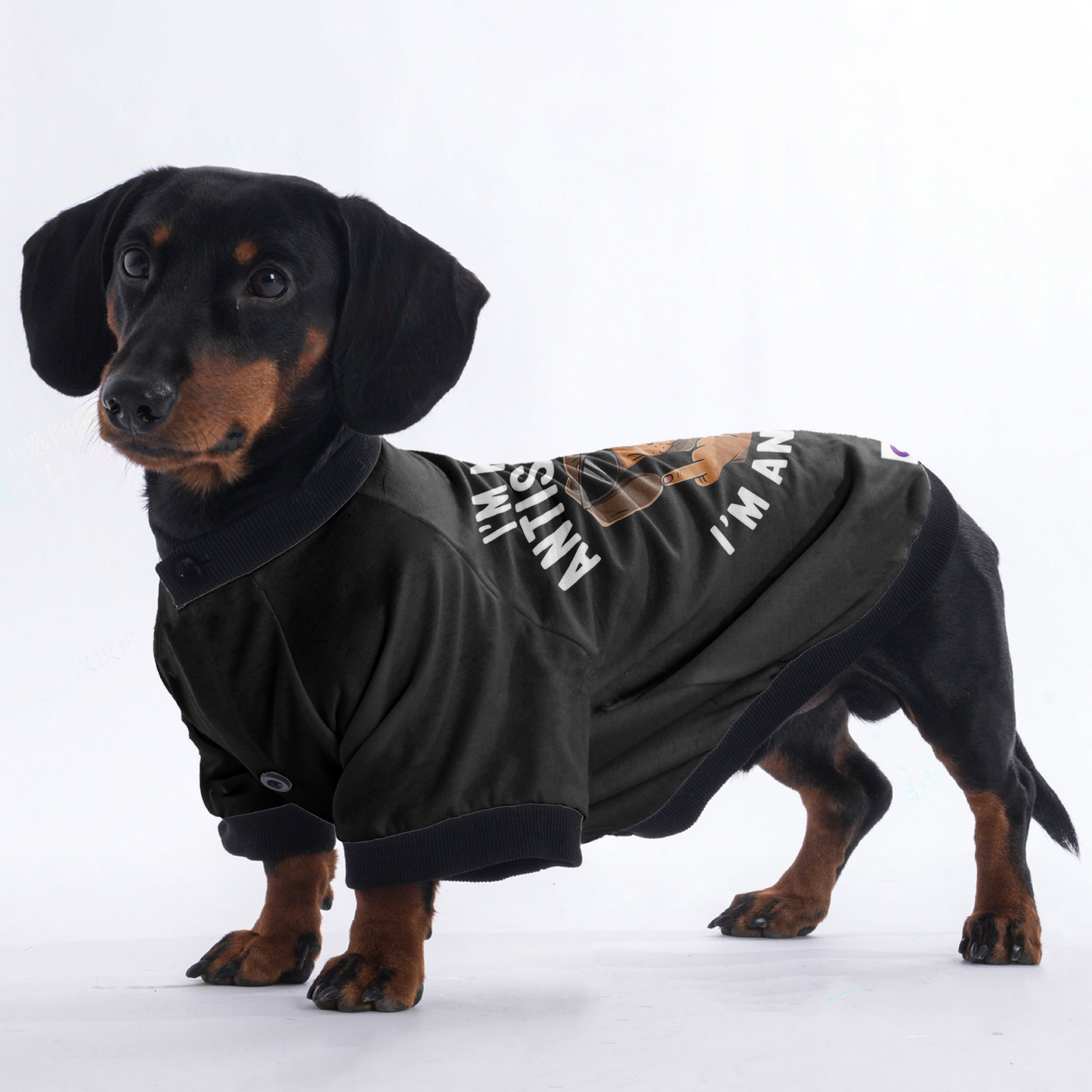 Nala - Jacket for Dachshunds