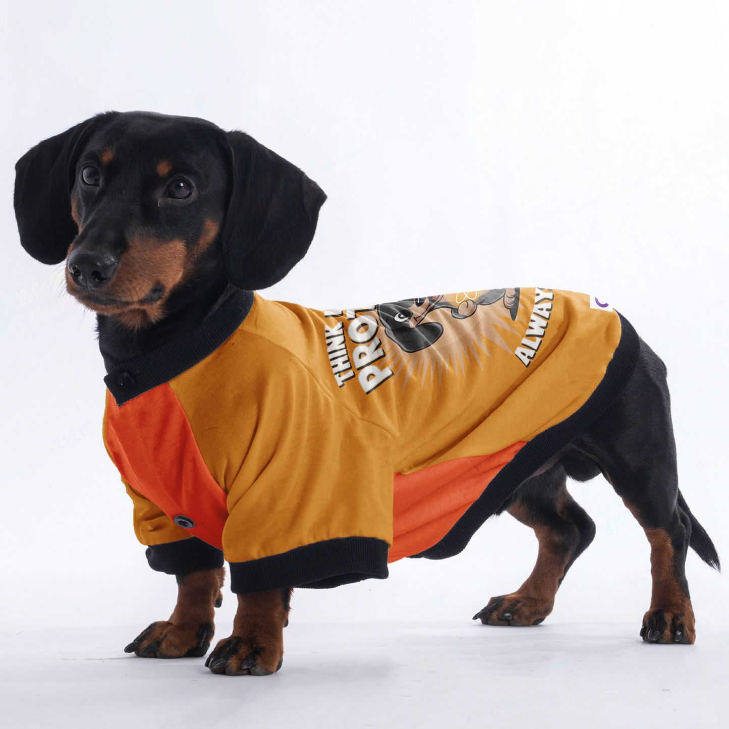 Bruno - Jacket for Dachshunds