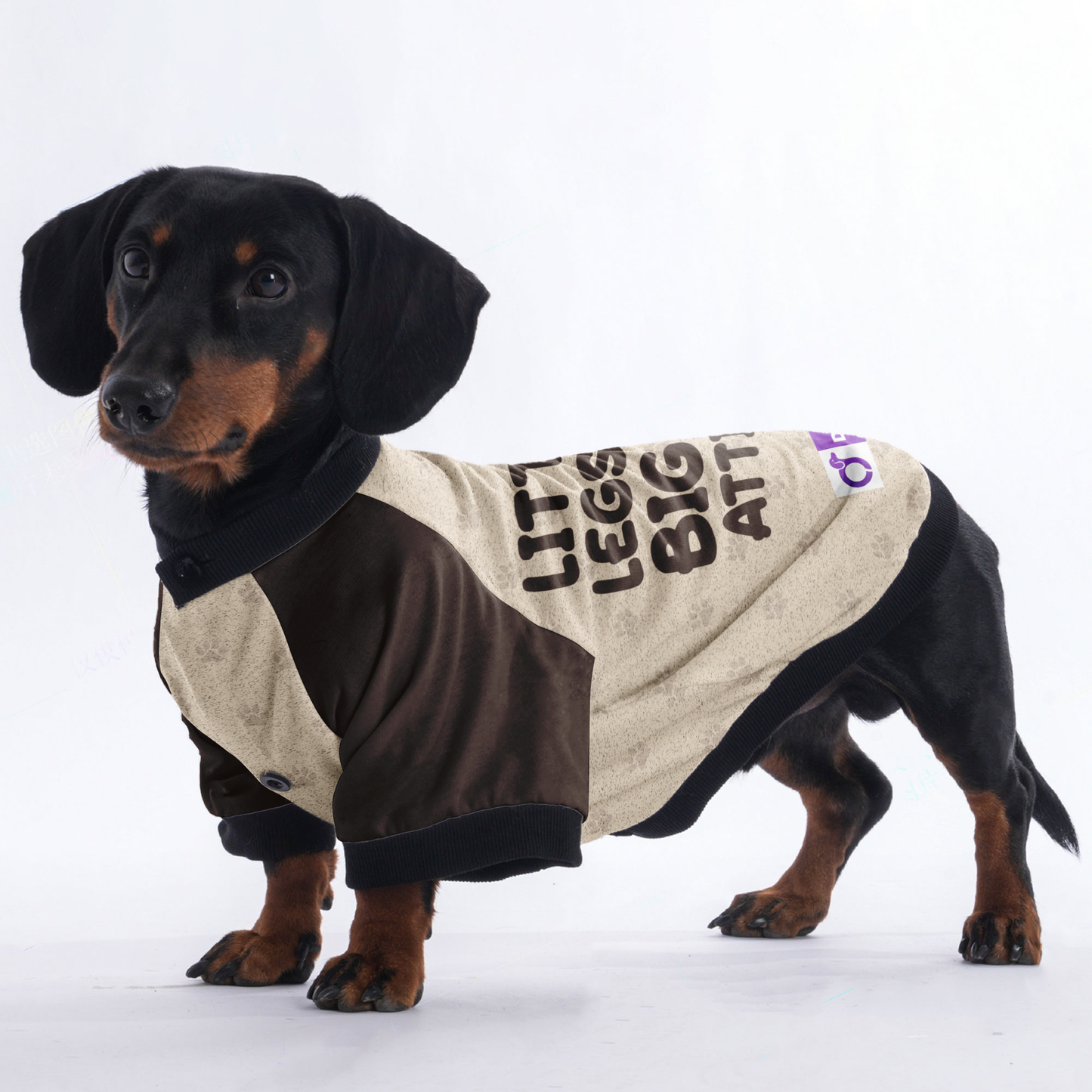 LITTLE LEGS, BIG ATTITUDE  - Jacket for Dachshunds