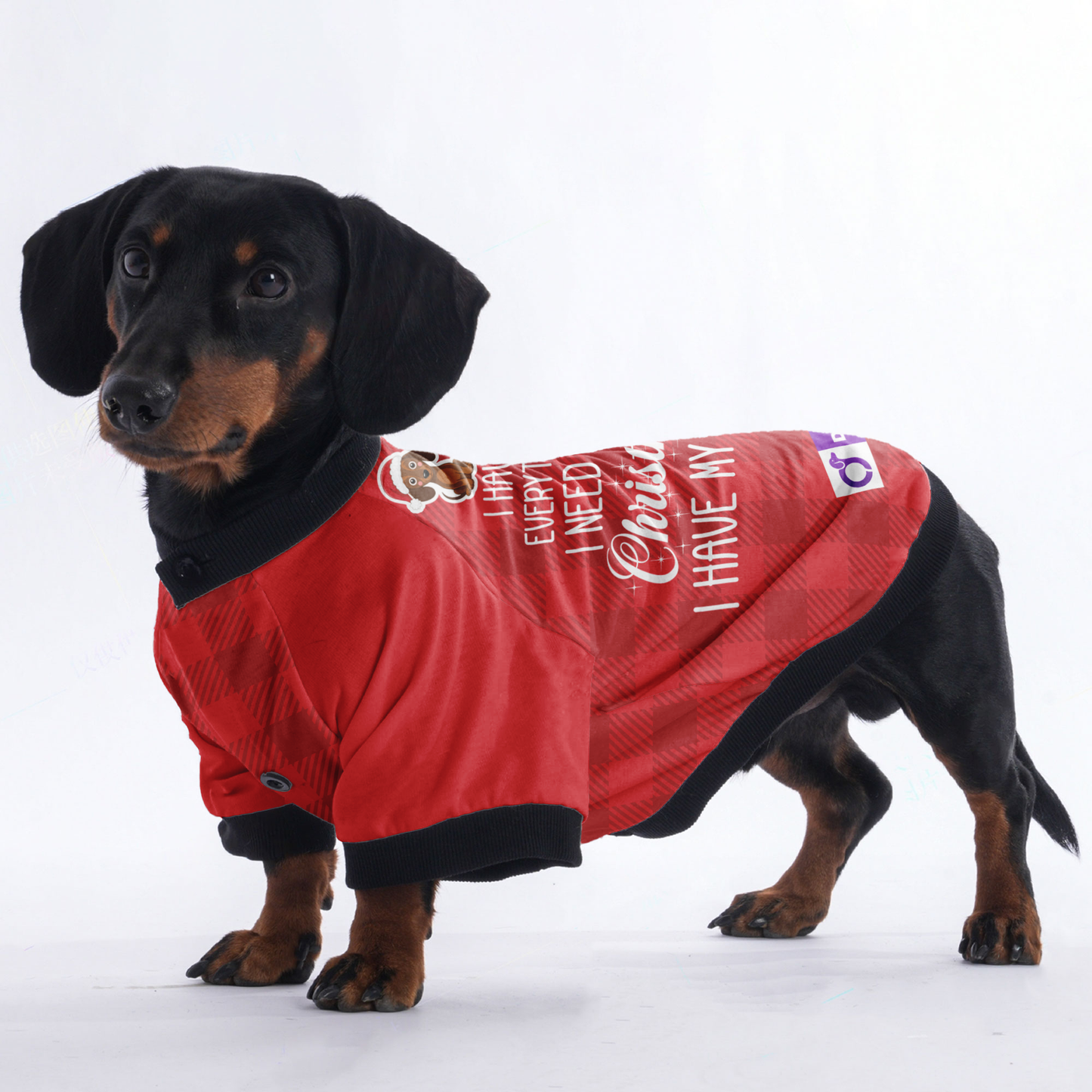 I have everything I need for Christmas. I have my human - Jacket for Dachshunds