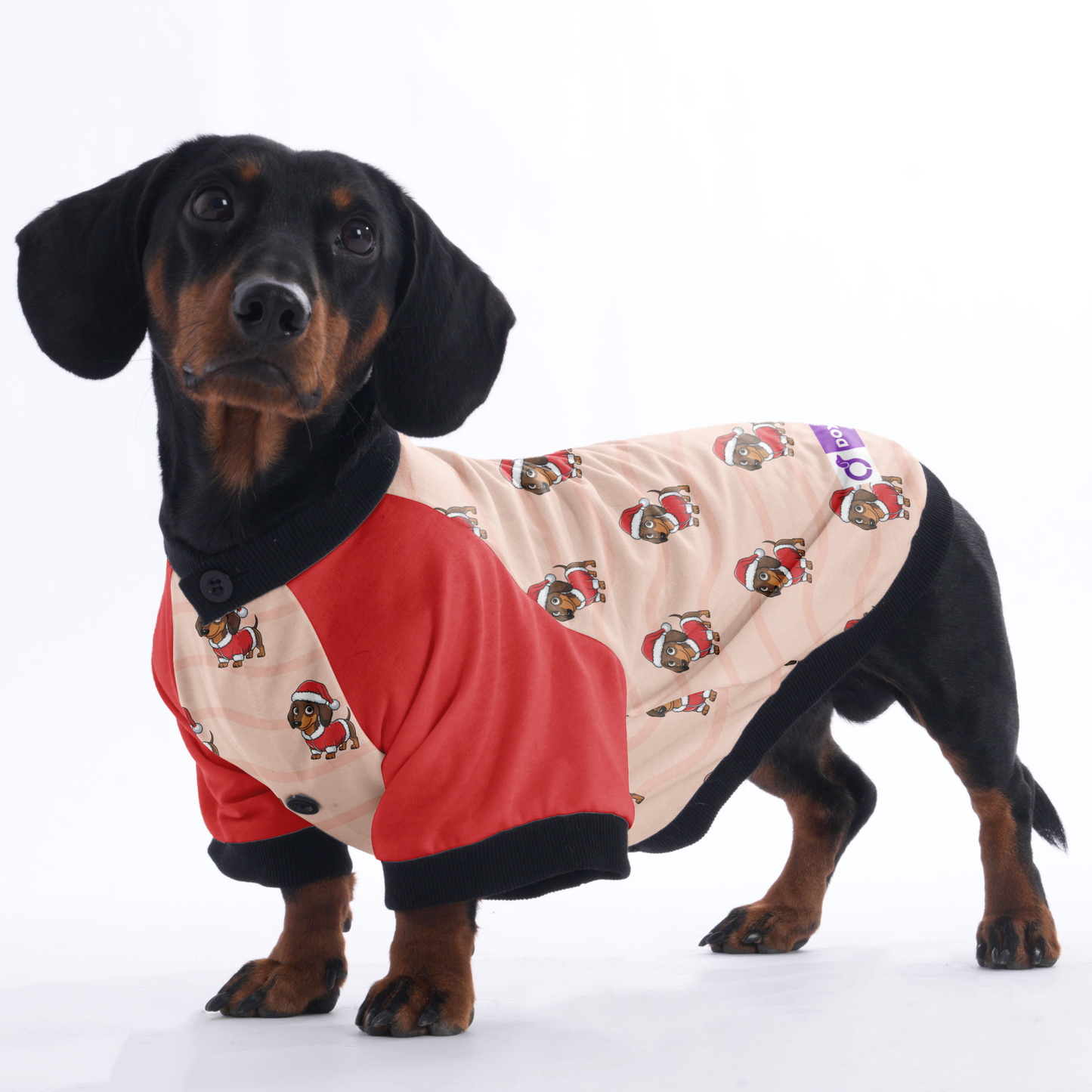 Winnie - Jacket for Dachshunds