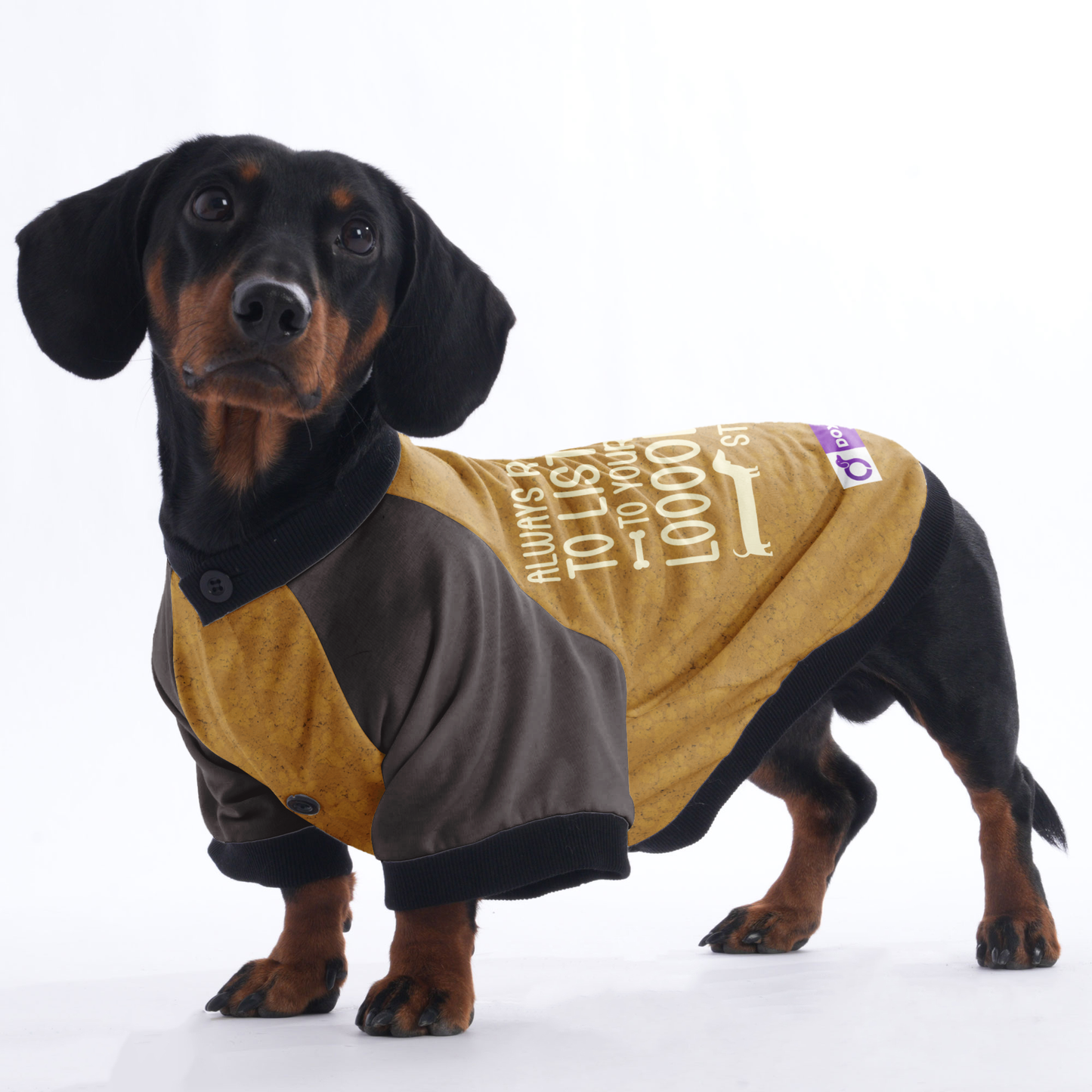 ALWAYS READY TO LISTEN TO YOUR LOOOONG STORY  - Jacket for Dachshunds