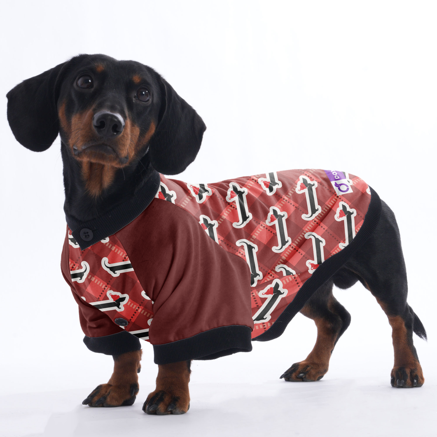 Gus - Jacket for Dachshunds