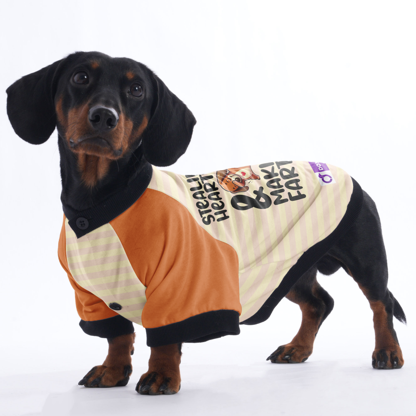 Stealin Hearts & Makin Farts - Jacket for Dachshunds