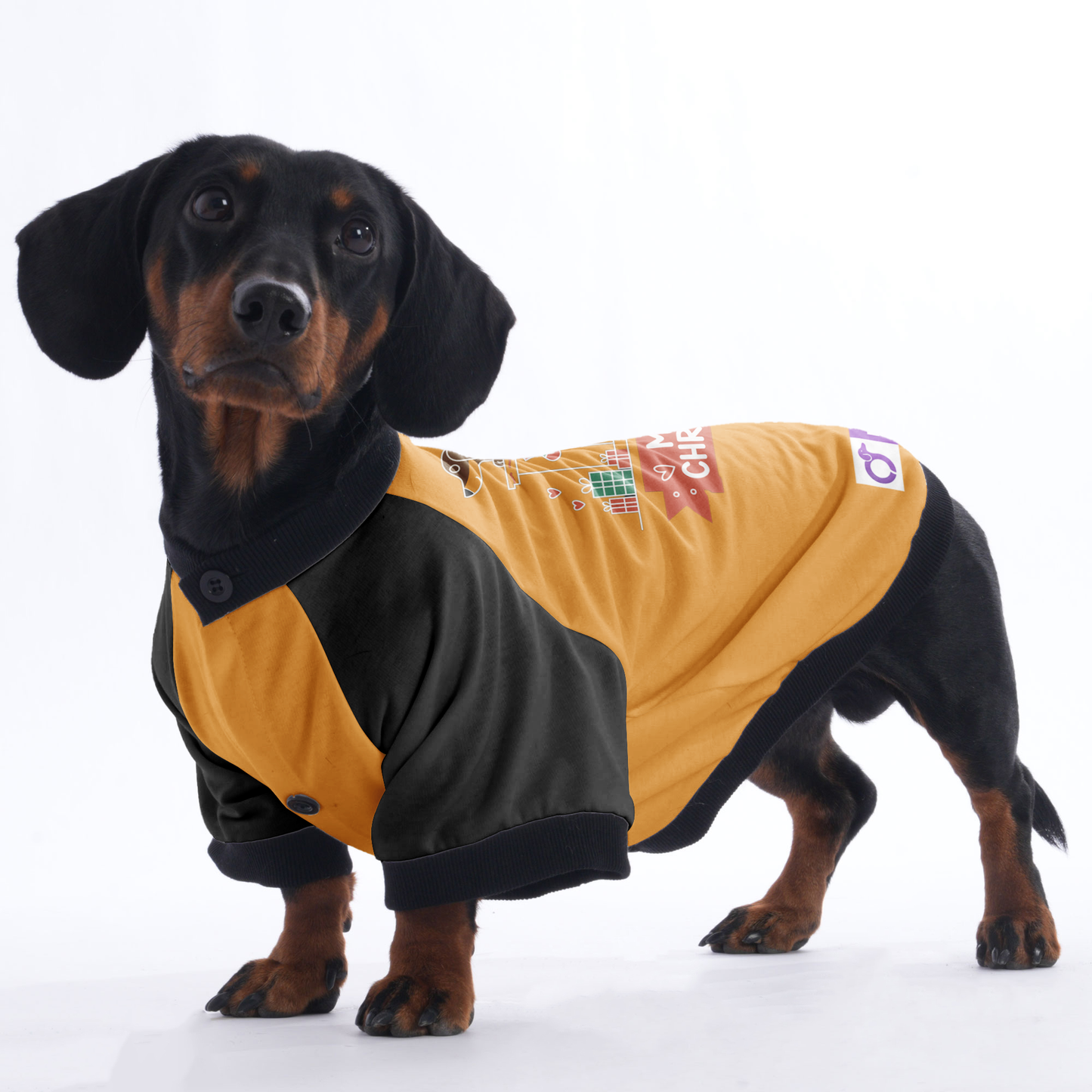 Bella - Jacket for Dachshunds