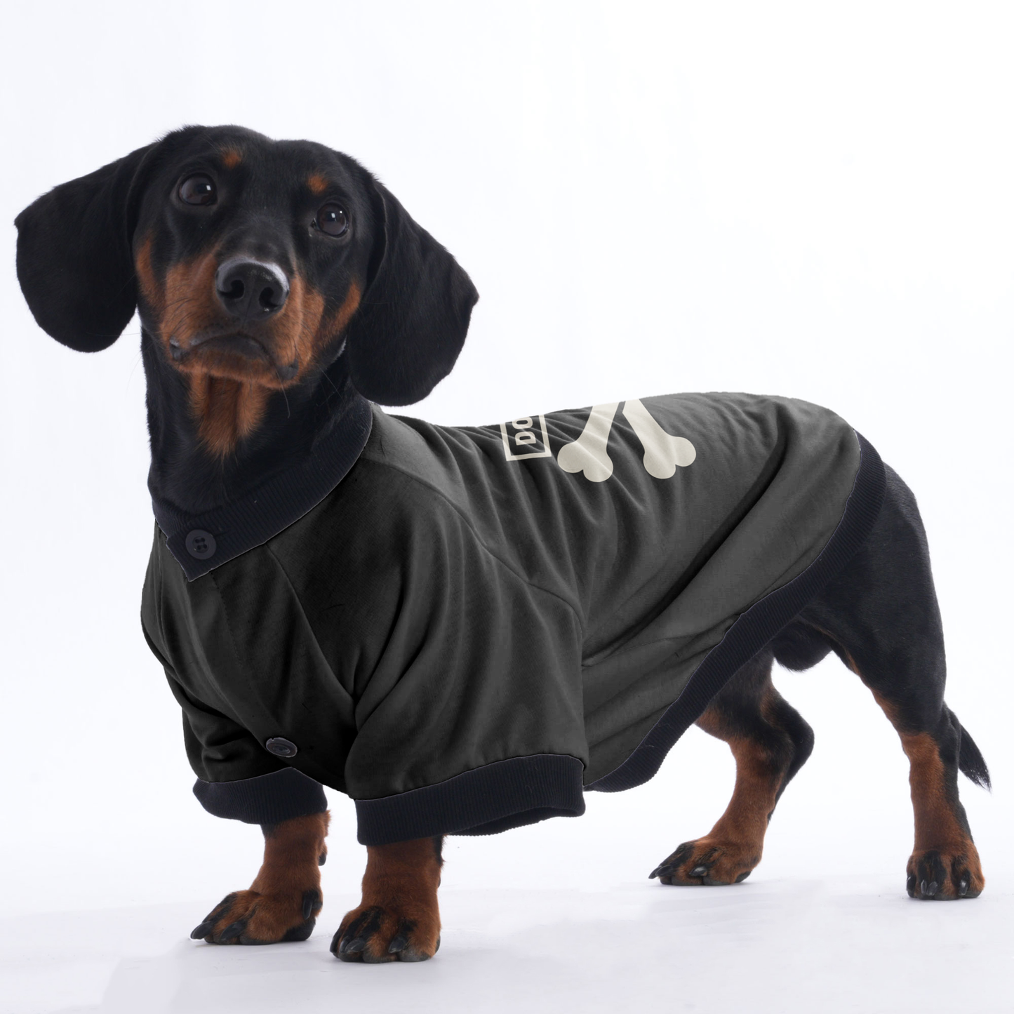 Bear - Jacket for Dachshunds