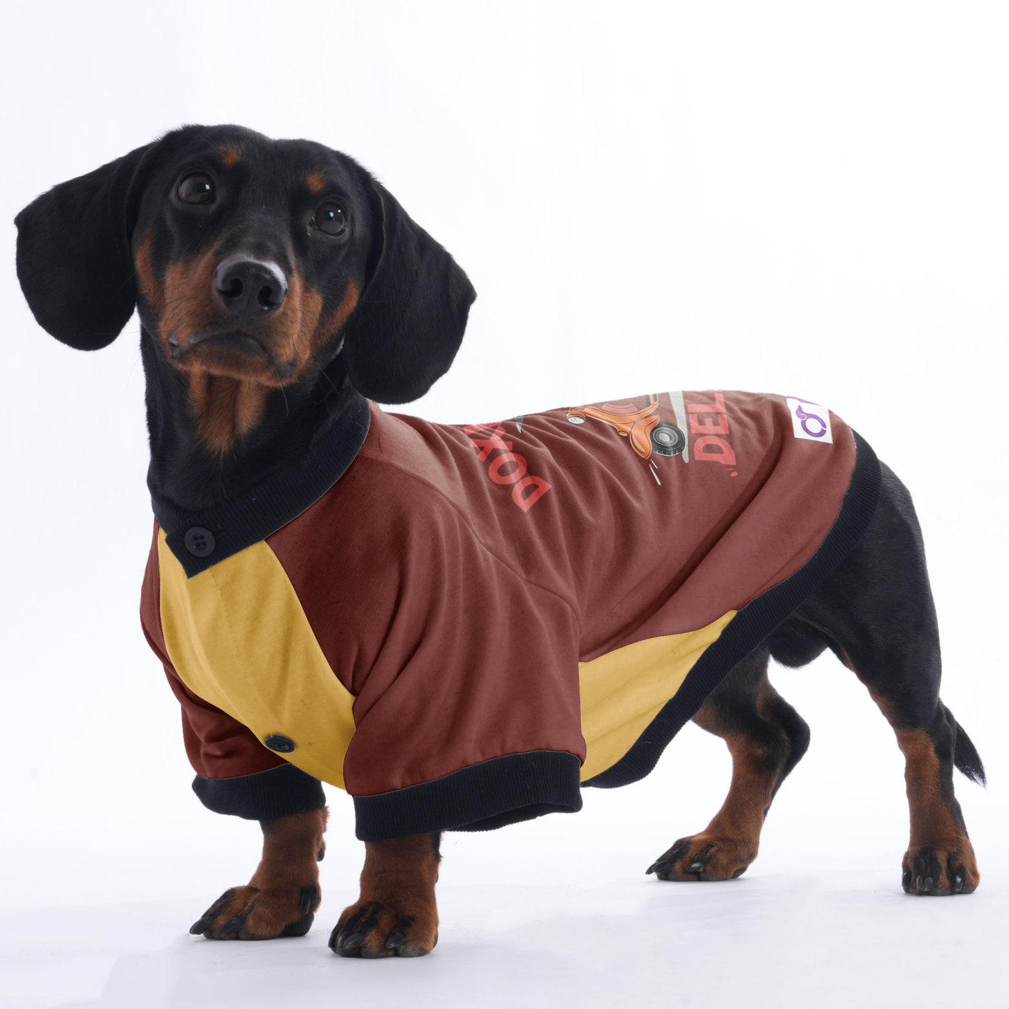 Sophie - Jacket for Dachshunds