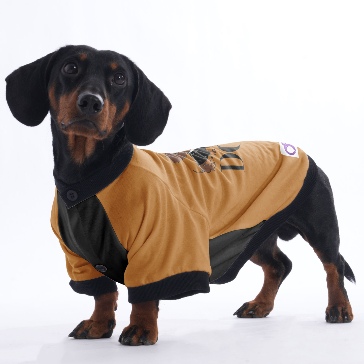 Lily - Jacket for Dachshunds