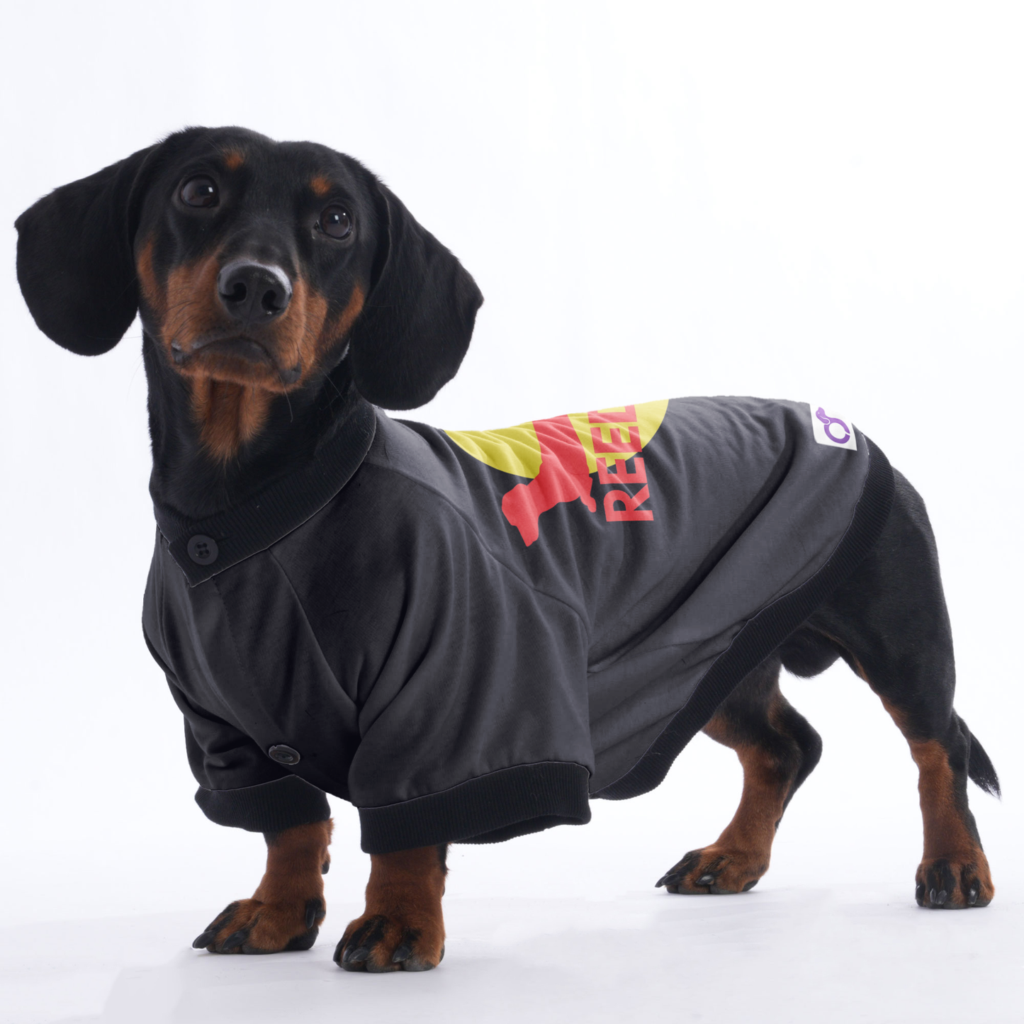 Oliver - Jacket for Dachshunds