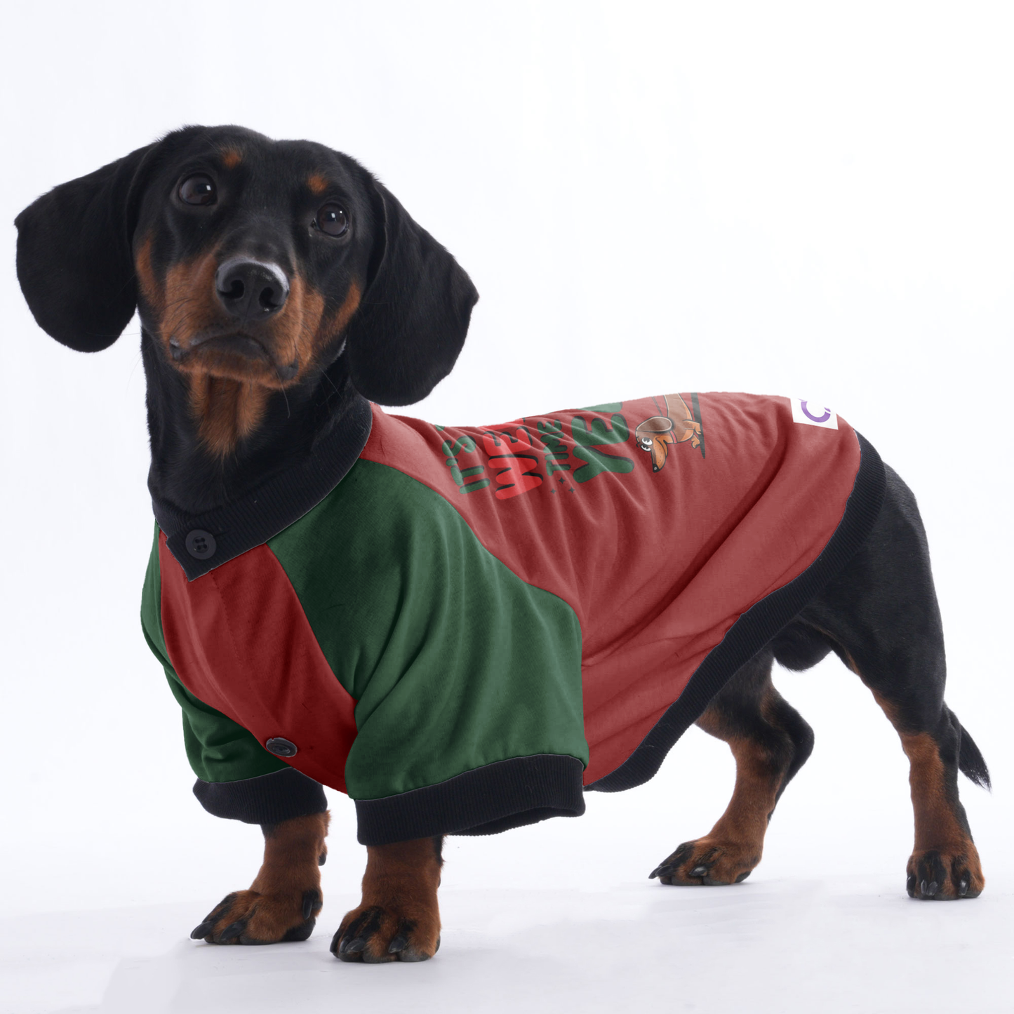 Max - Jacket for Dachshunds