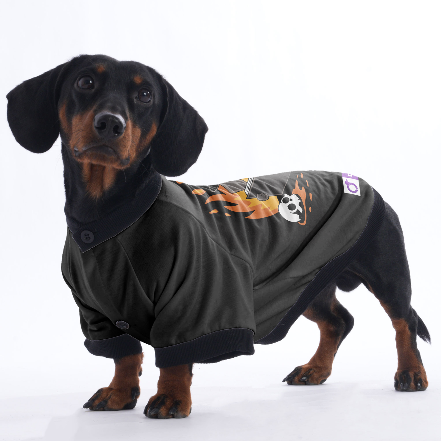 Duke - Jacket for Dachshunds