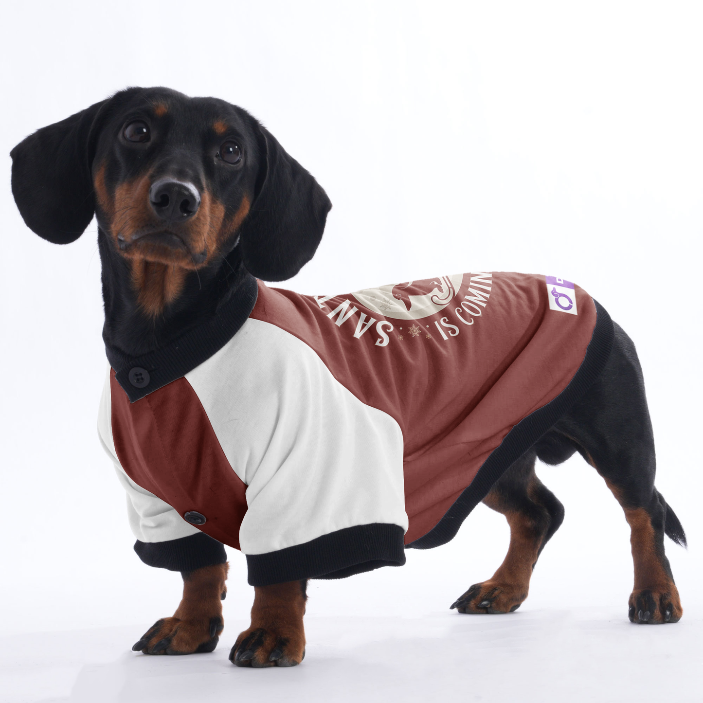 Charlie - Jacket for Dachshunds