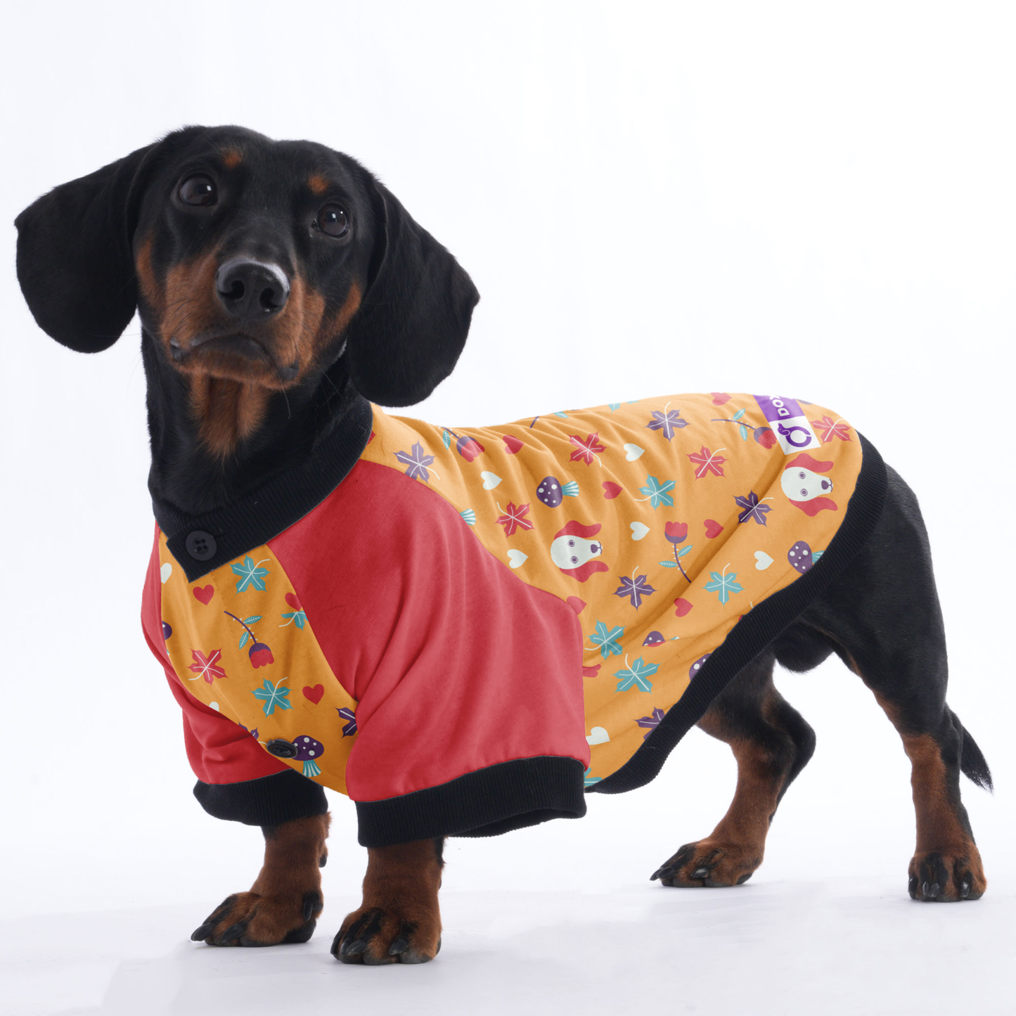 Carmen - Jacket for Dachshunds