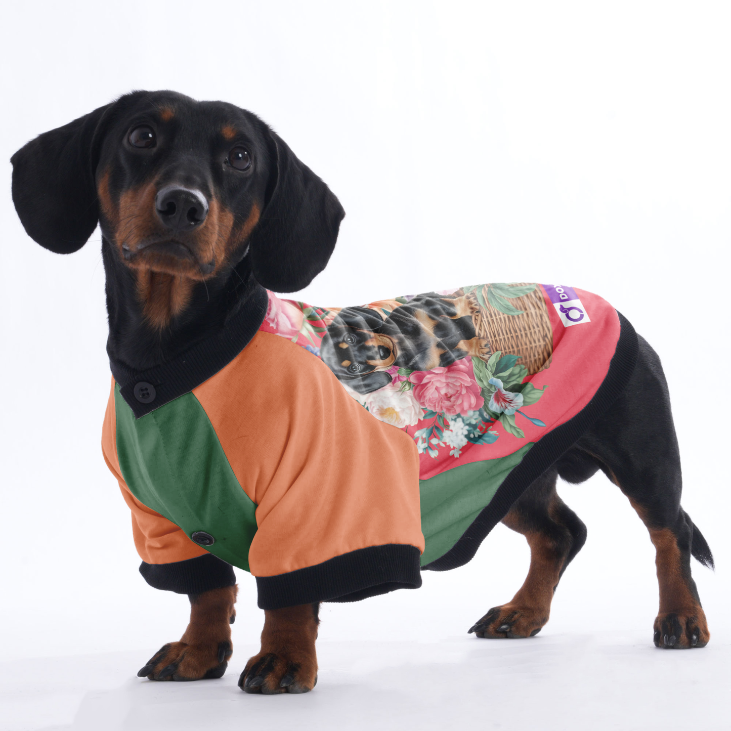 Alan  - Jacket for Dachshunds