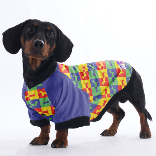 Nelson - Jacket for Dachshunds