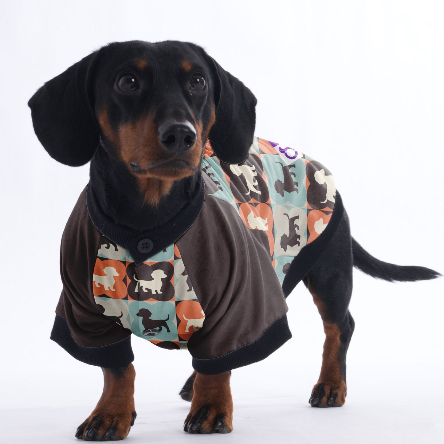 Molly  - Jacket for Dachshunds