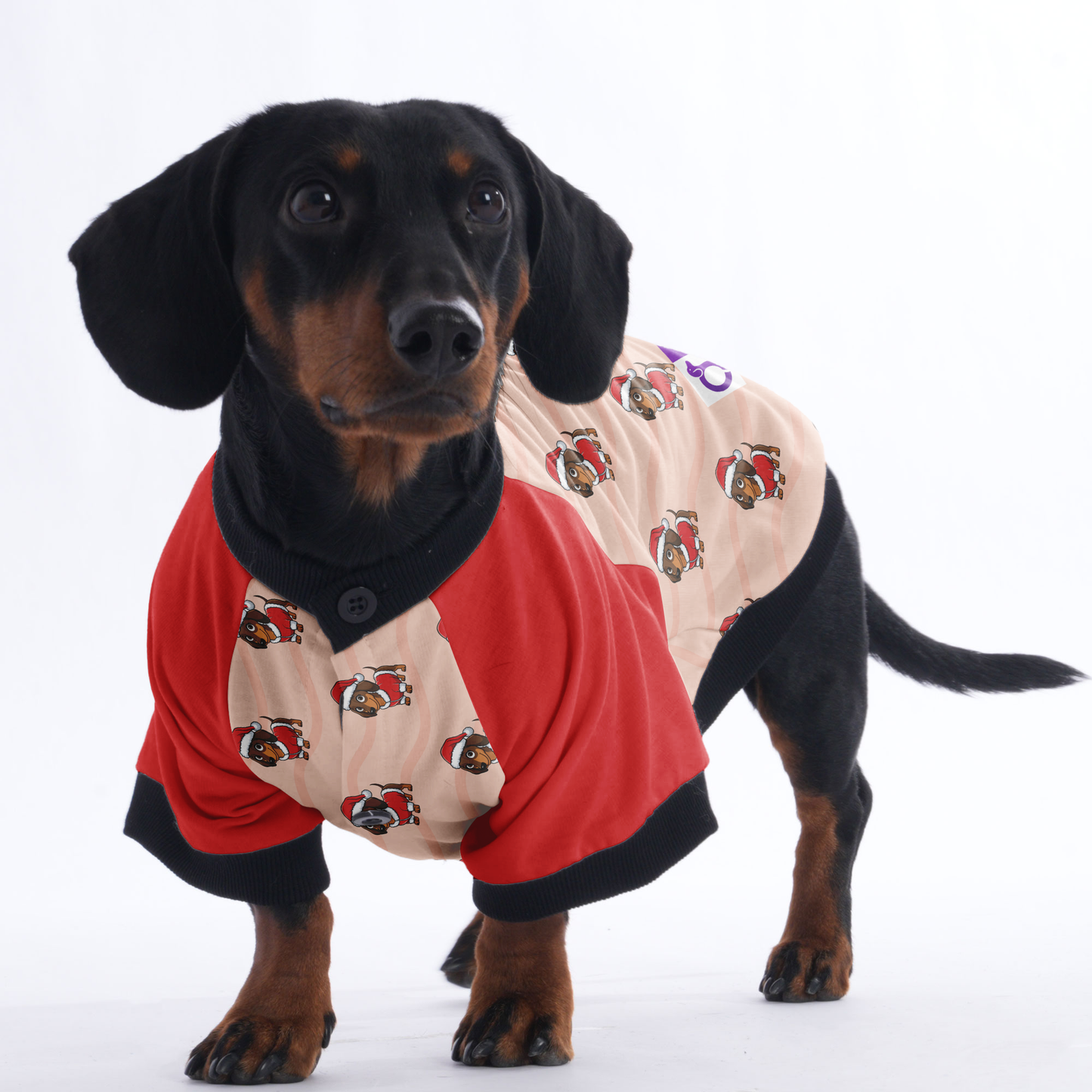 Winnie - Jacket for Dachshunds