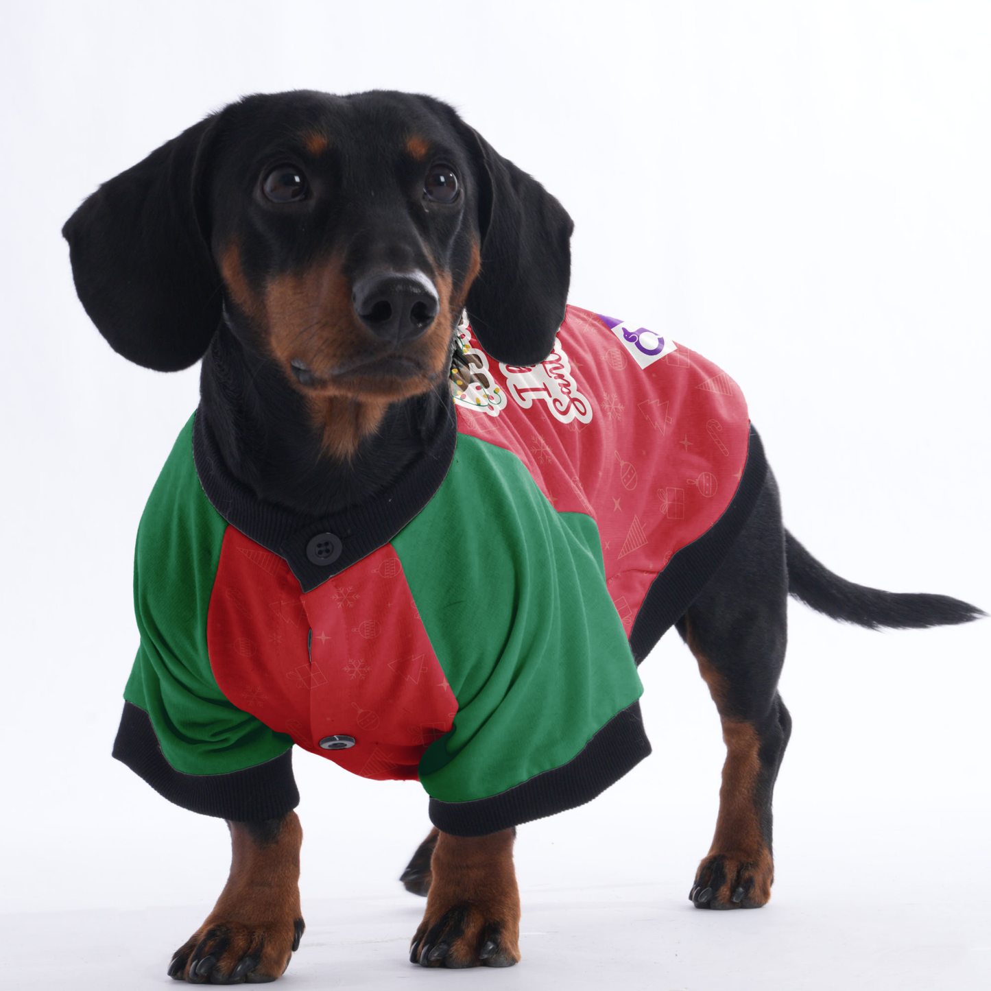 I believe in Santa Paws  - Jacket for Dachshunds