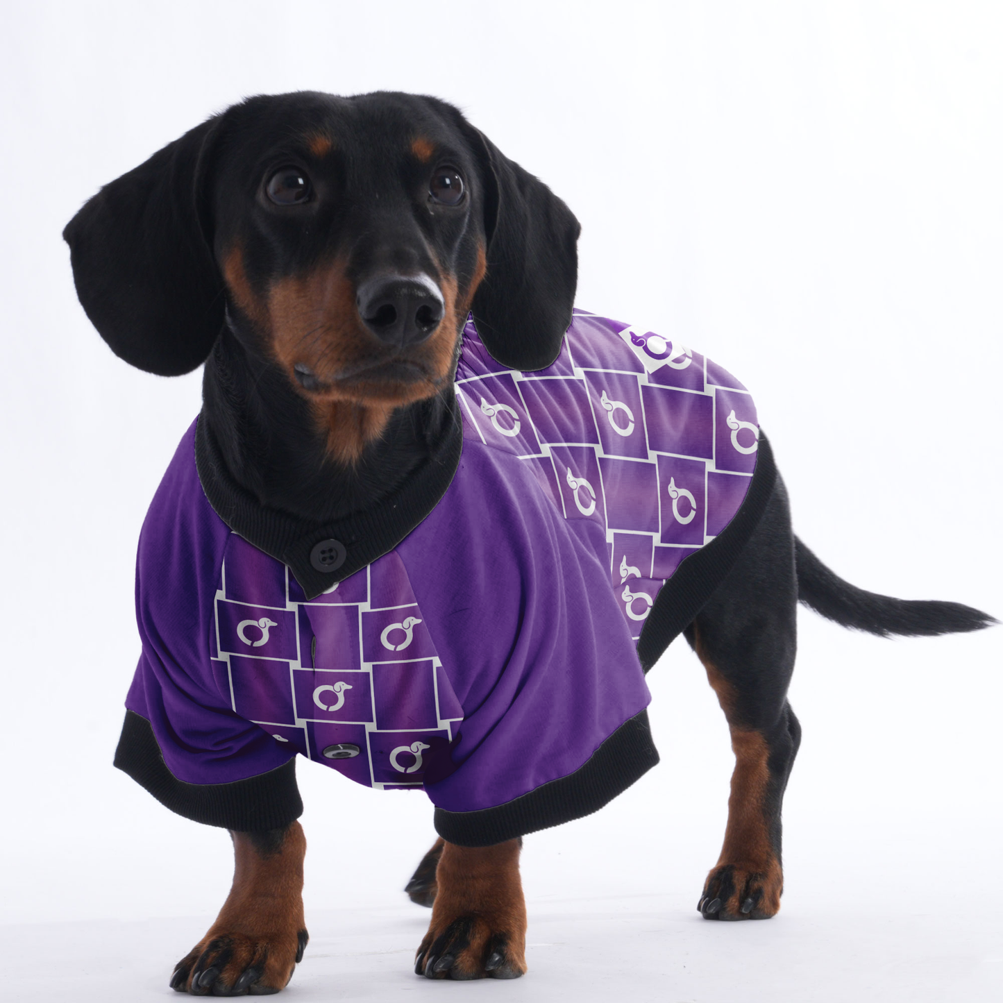 Tom - Jacket for Dachshunds