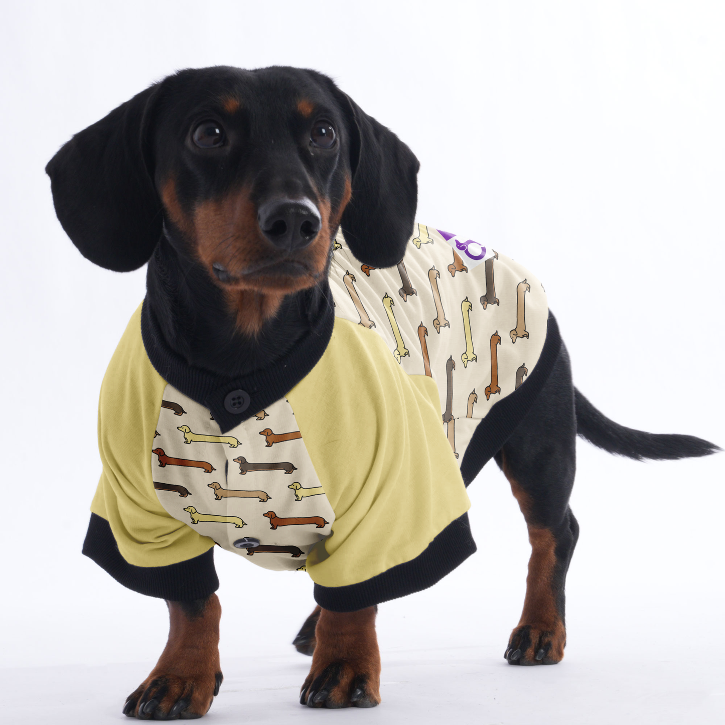 Birdie  - Jacket for Dachshunds