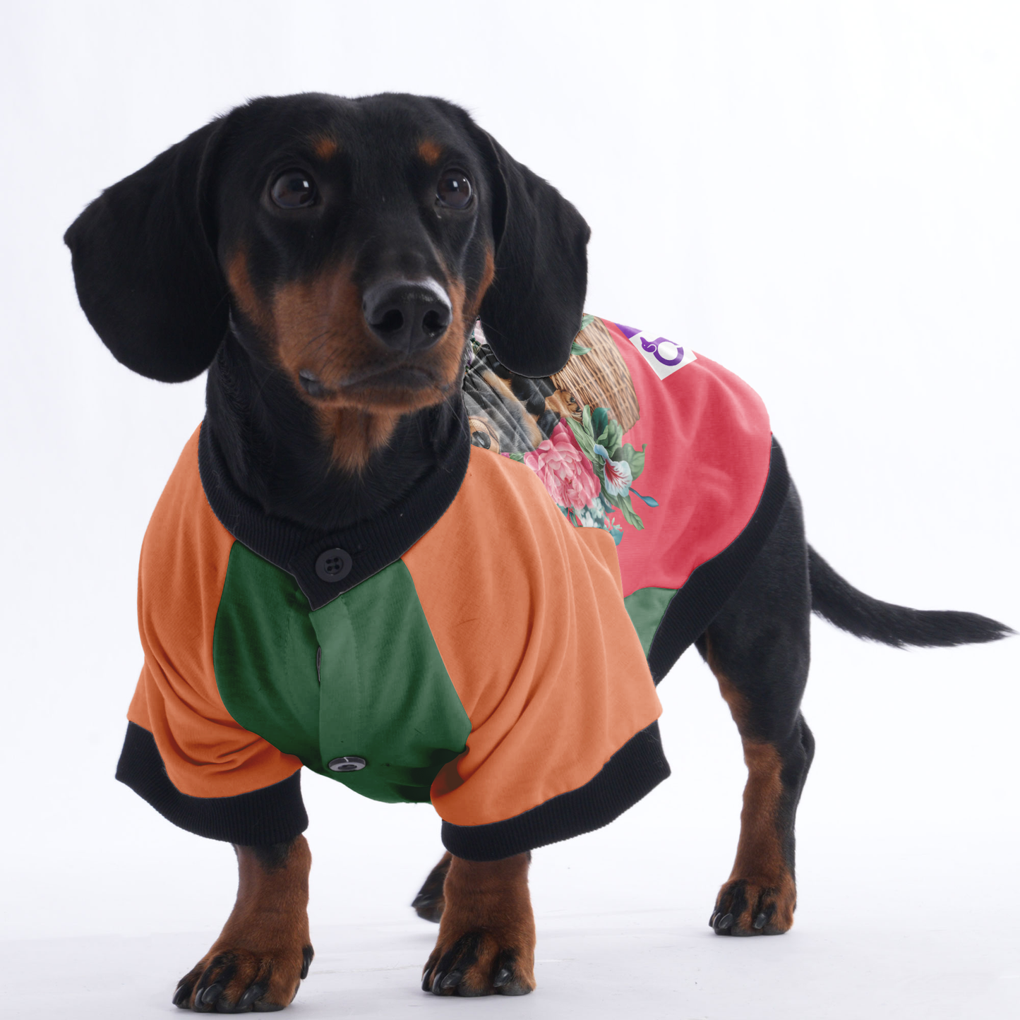 Alan  - Jacket for Dachshunds