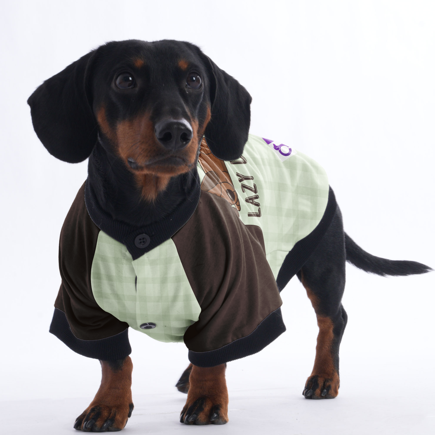 Lazy dog  - Jacket for Dachshunds