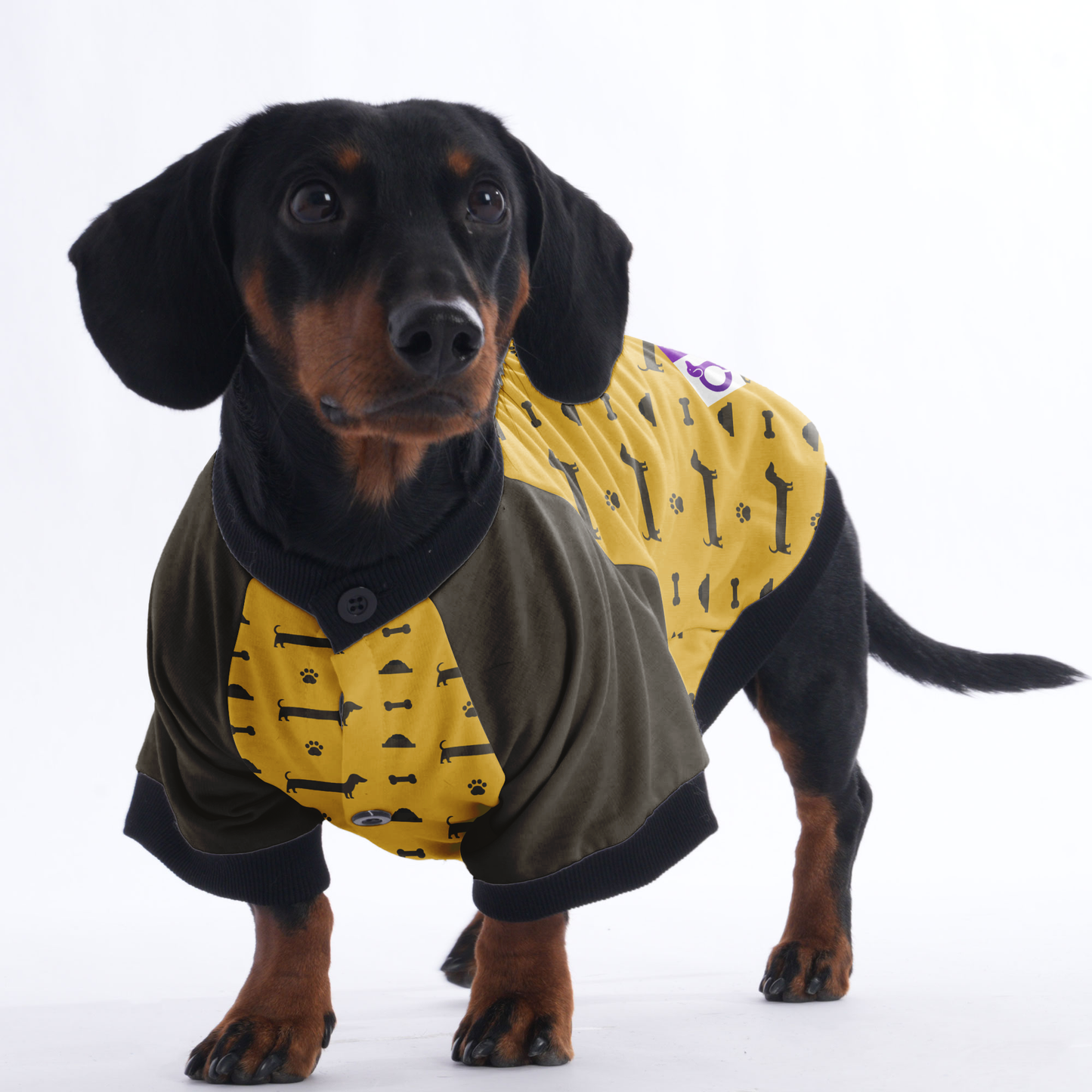 Indy - Jacket for Dachshunds