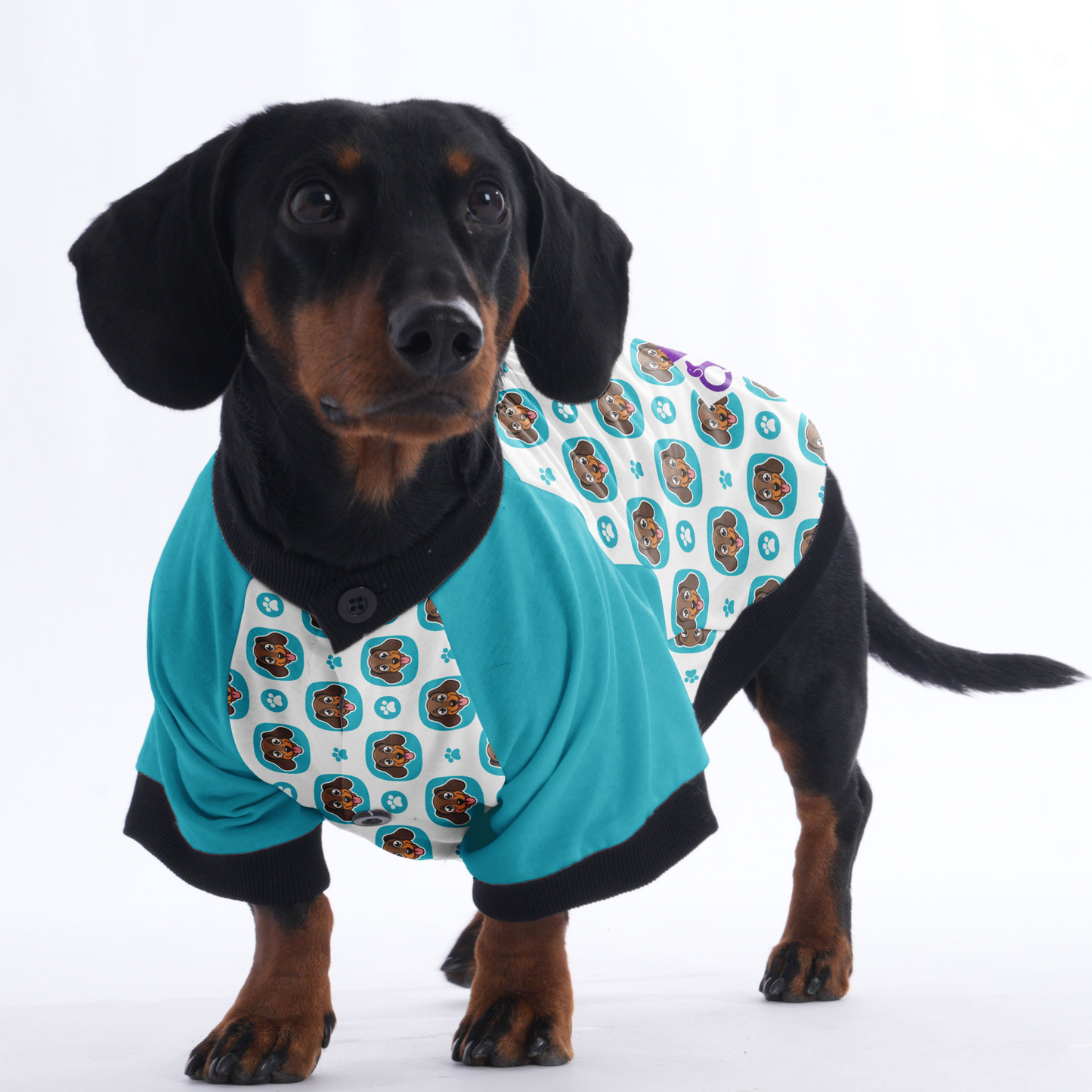 Nelly - Jacket for Dachshunds