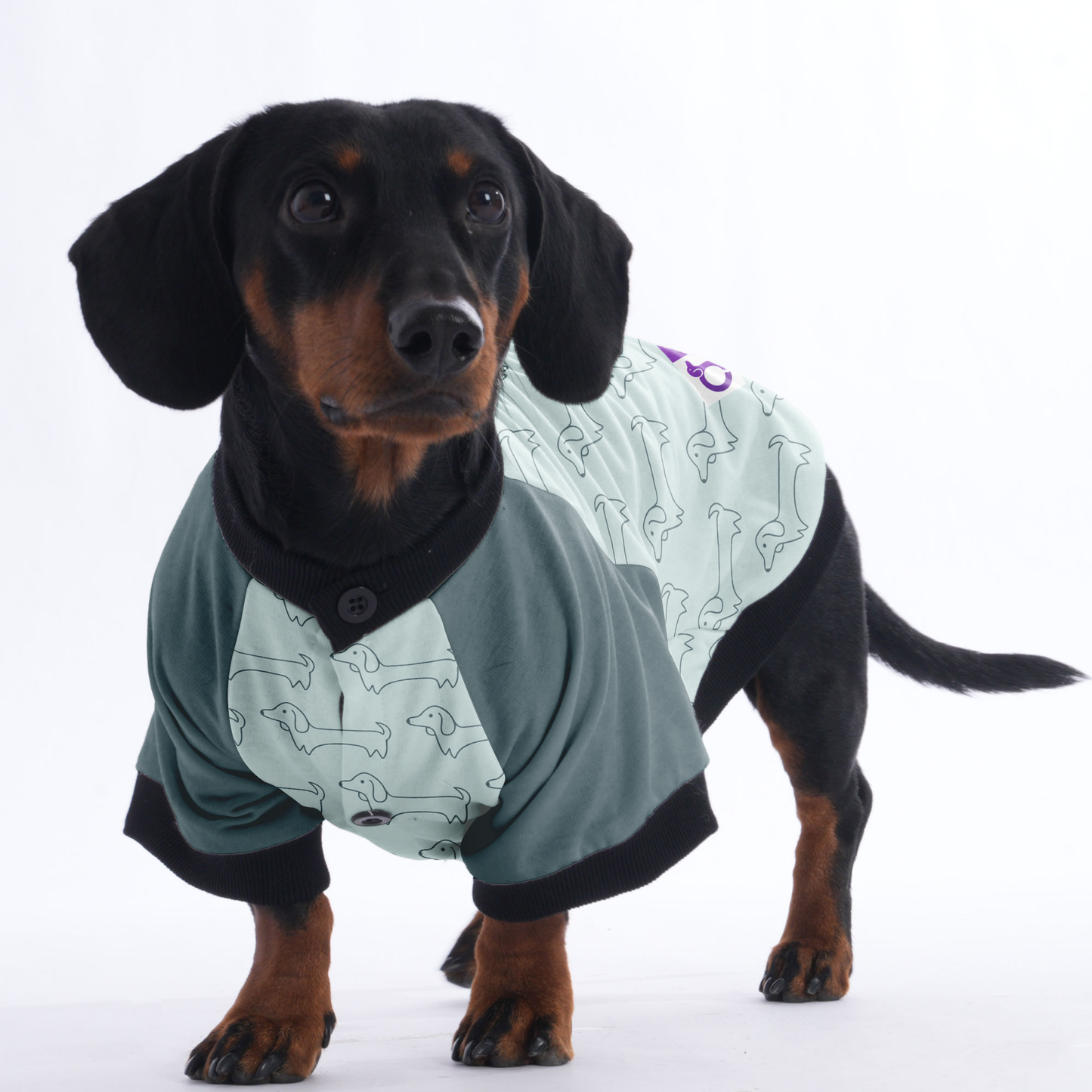 Penny - Jacket for Dachshunds