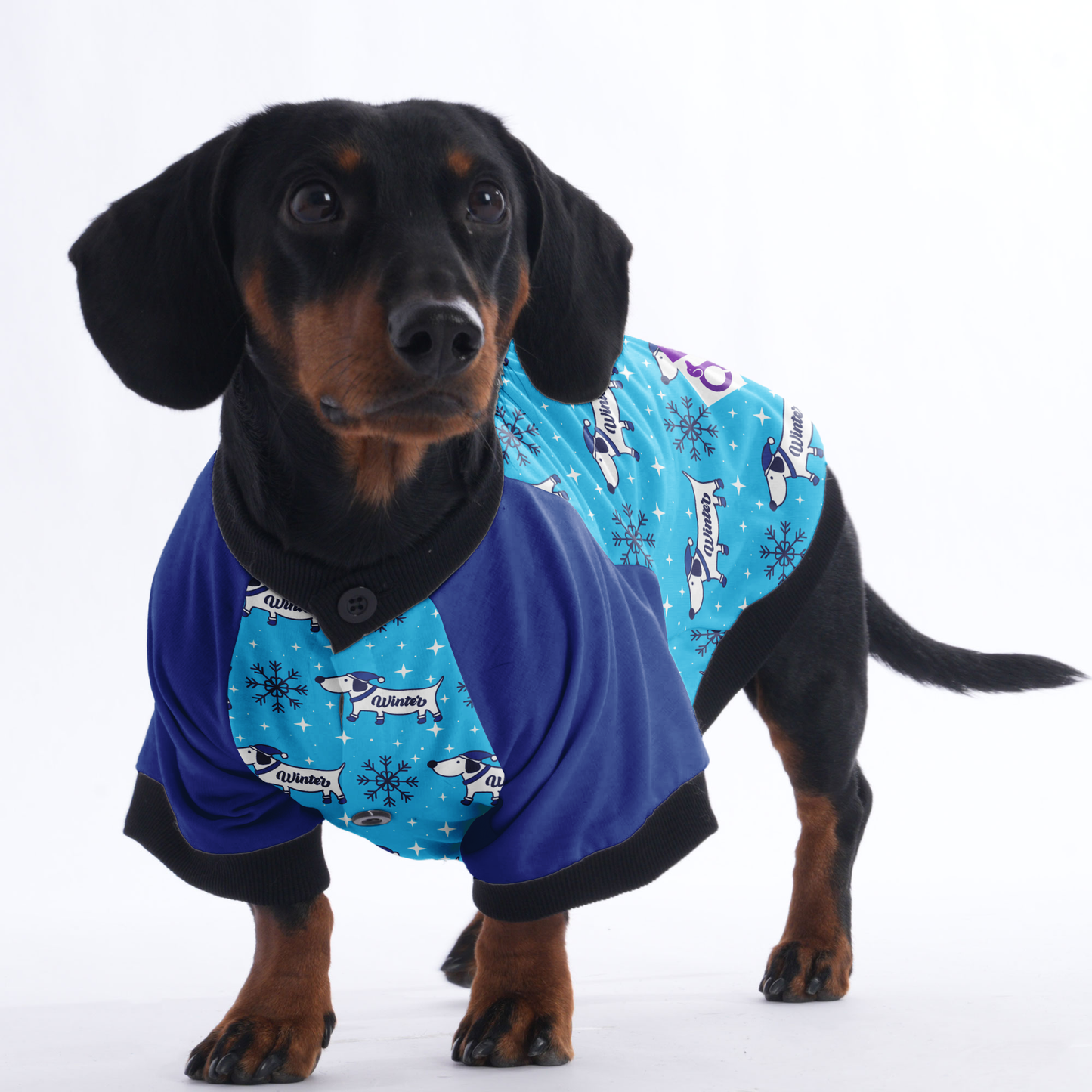 Tucker- Jacket for Dachshunds