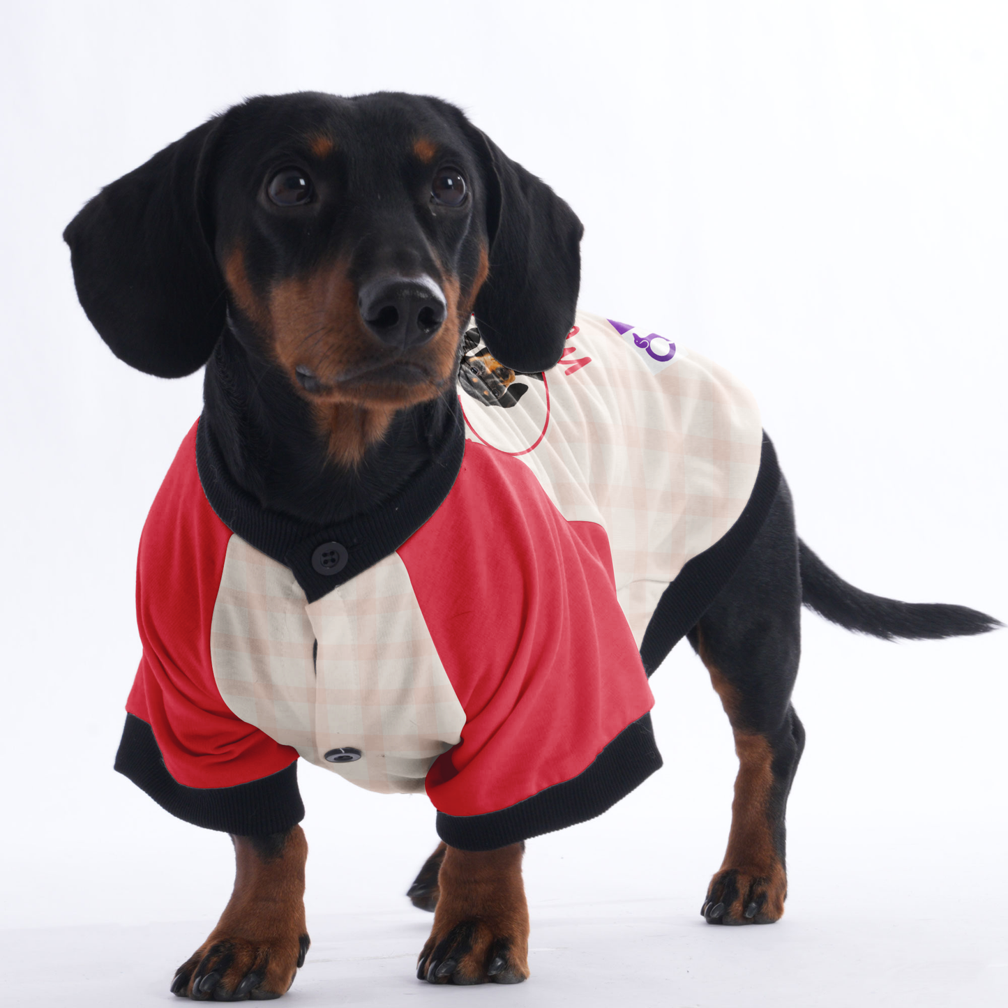 Dachshund Jacket Customized with Your Pet's Name and Picture