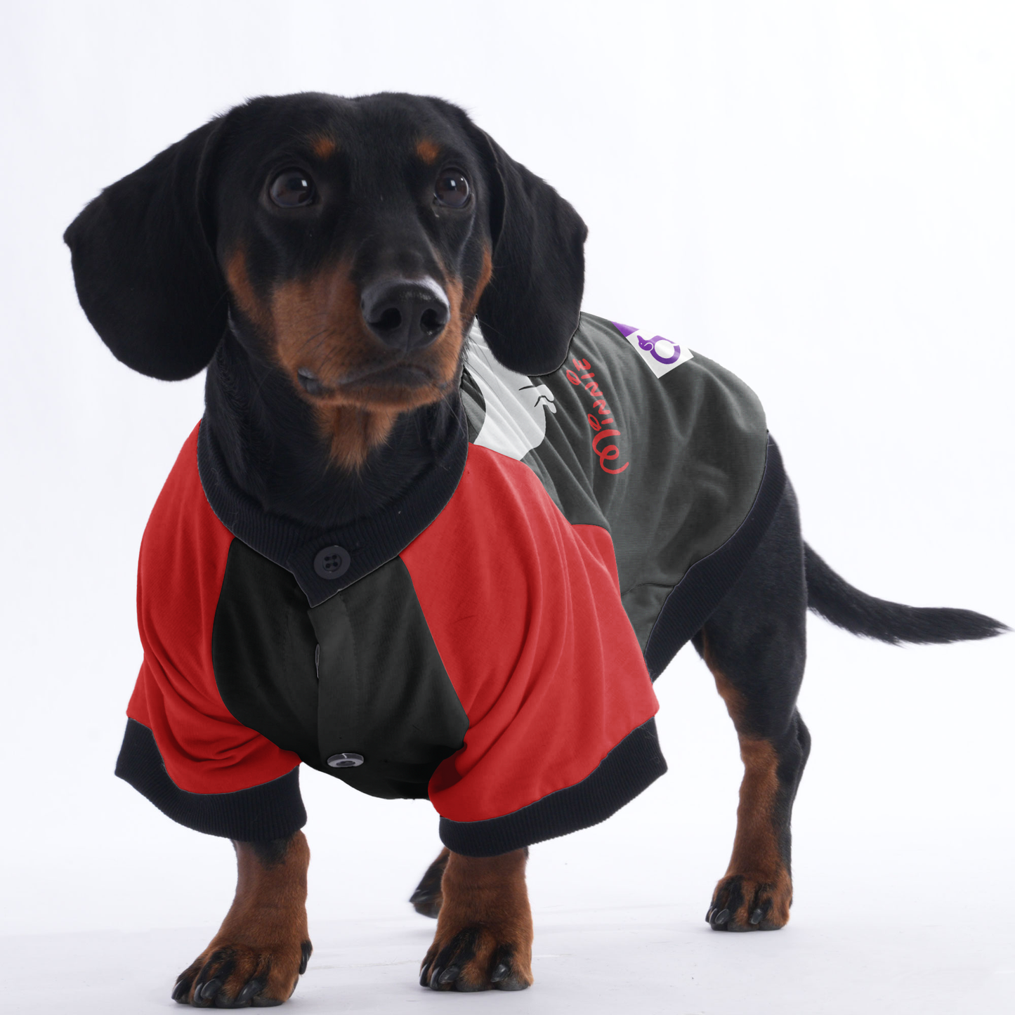 Minnie Doxie - Jacket for Dachshunds