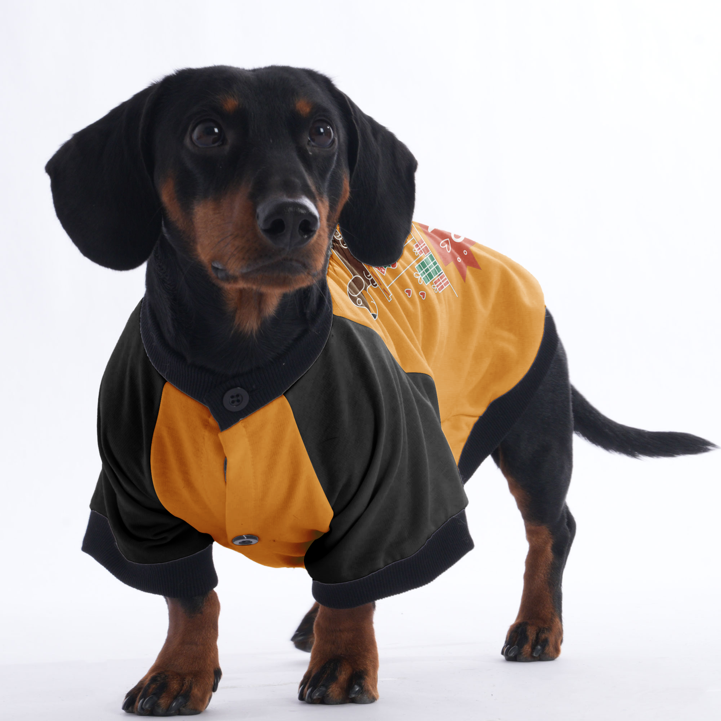 Bella - Jacket for Dachshunds