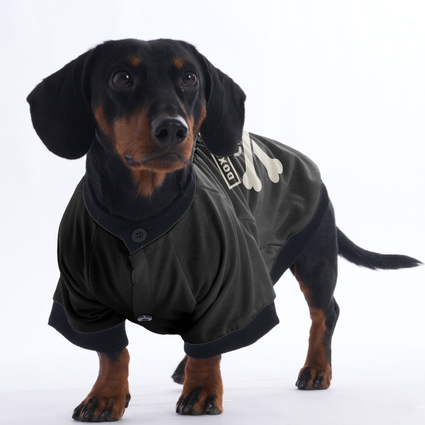 Bear - Jacket for Dachshunds